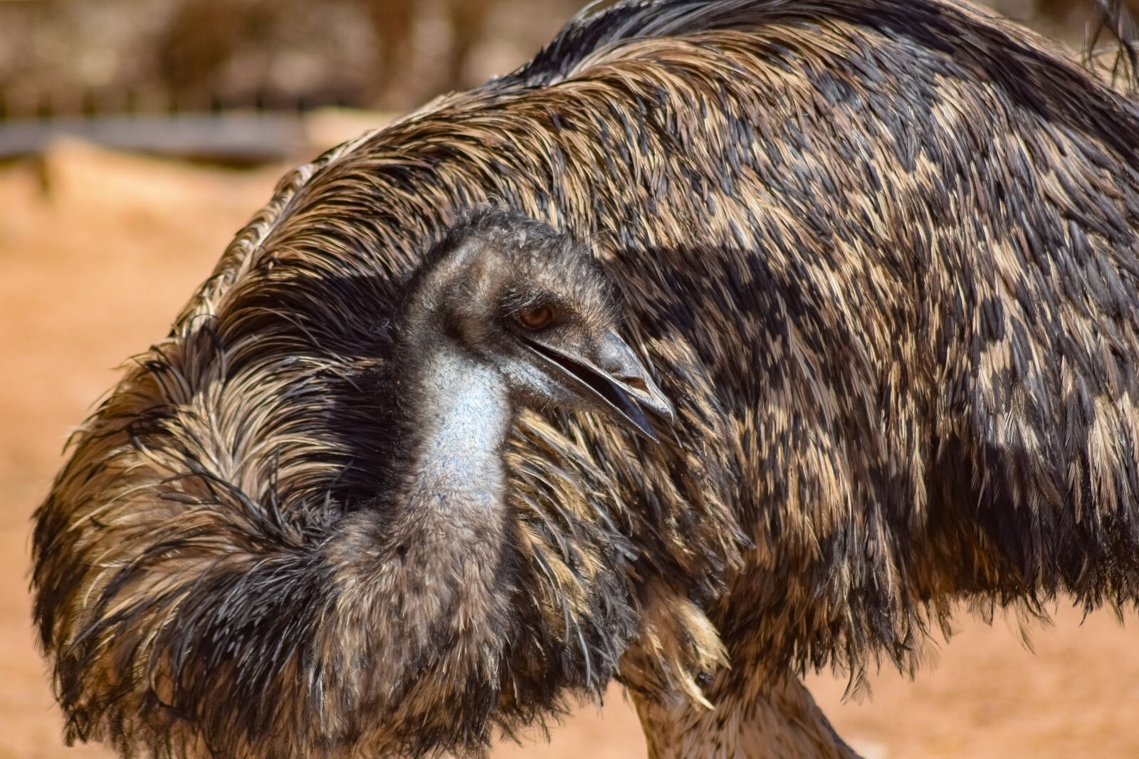Nikon D3300 sample photo. Emu, bird, animal photography