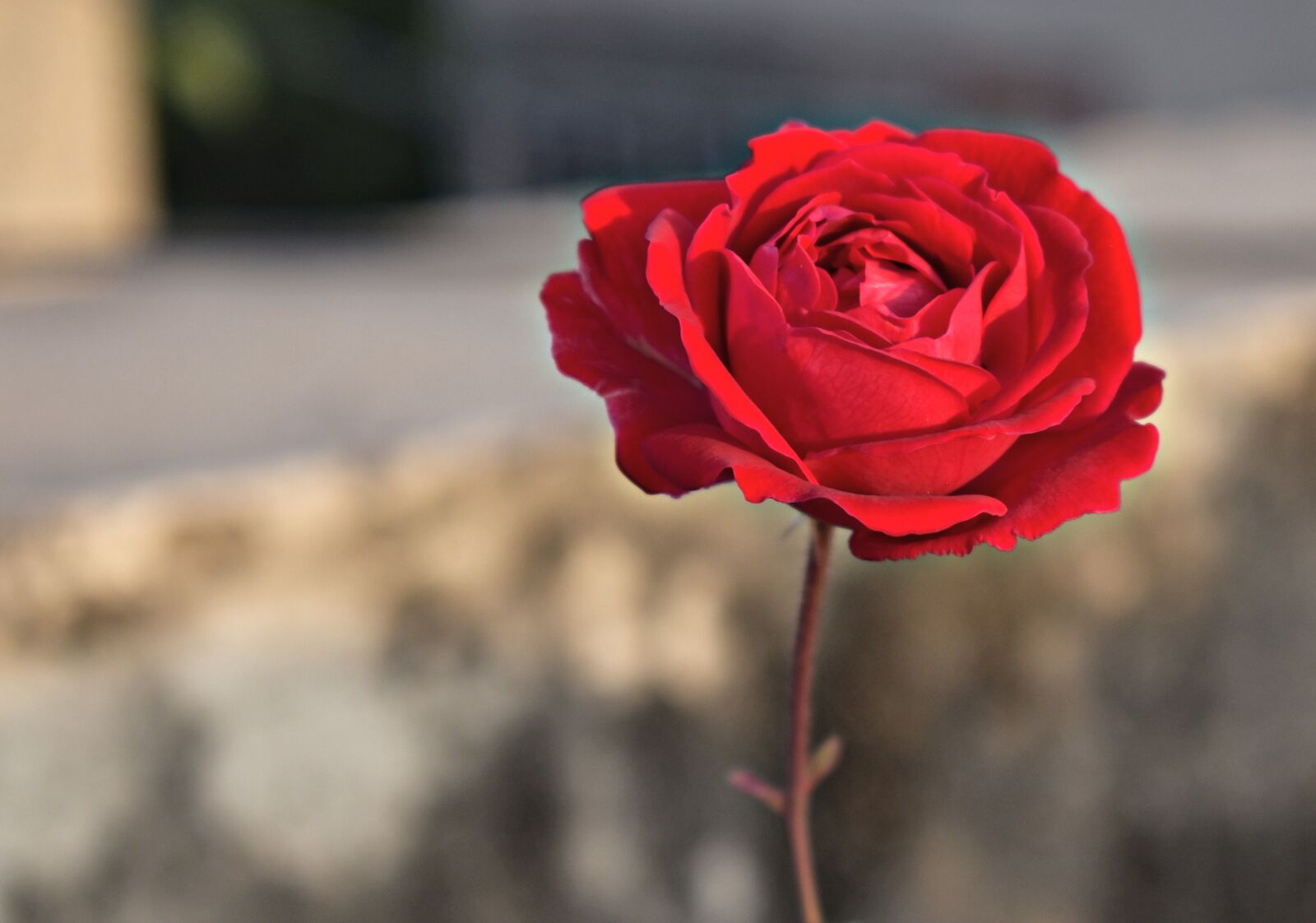 Nikon D5600 sample photo. Flower, rose, nature photography