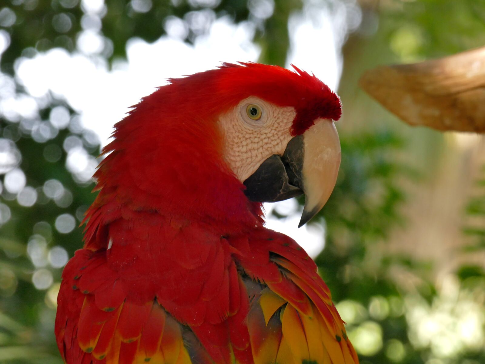 Panasonic Lumix DMC-FZ1000 sample photo. Bird, scarlet, macaw photography