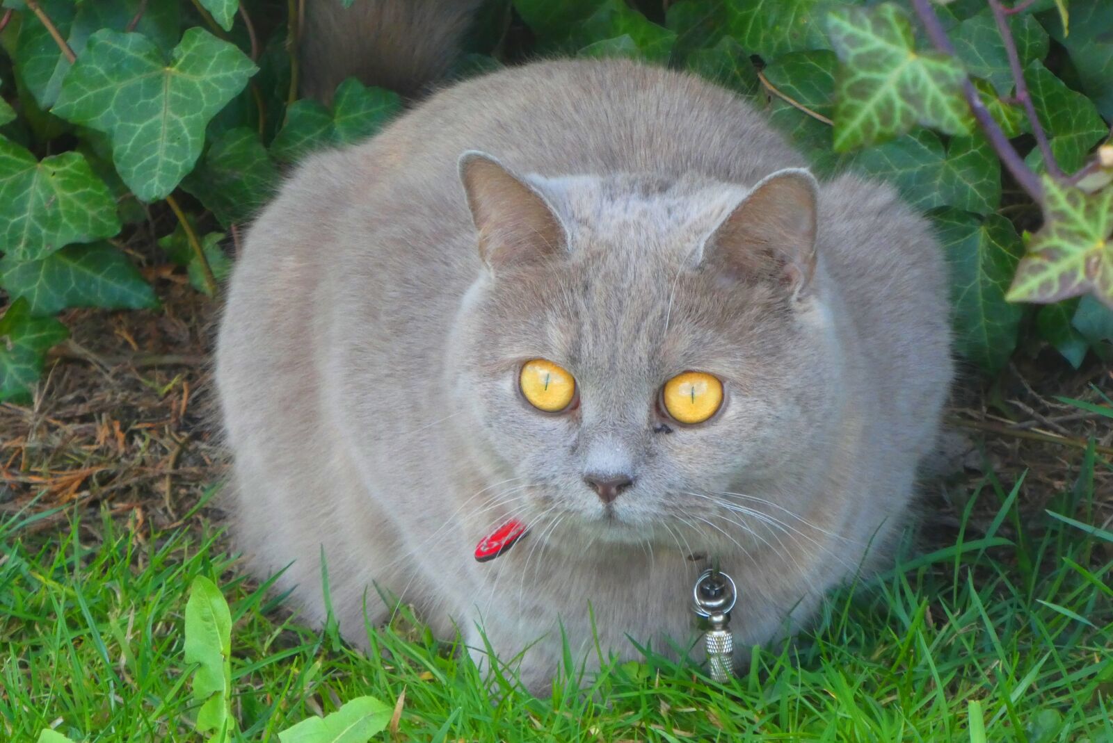 Panasonic Lumix DC-ZS70 (Lumix DC-TZ90) sample photo. Cats, eyes, coat photography
