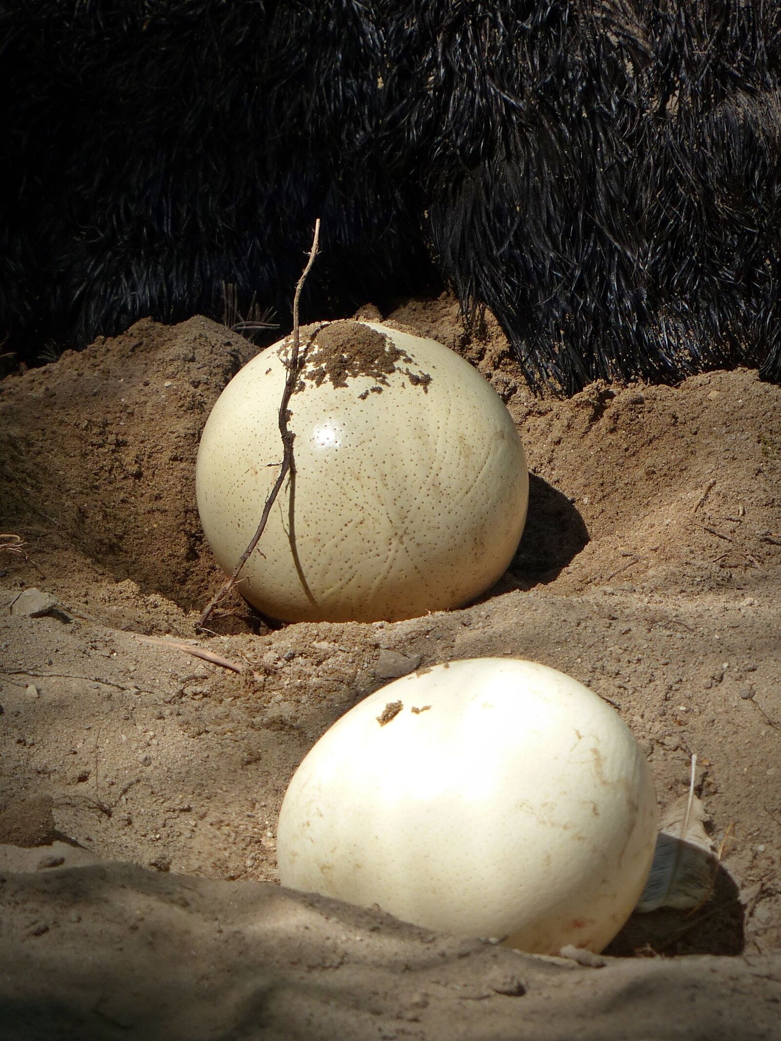 Panasonic Lumix DMC-FZ200 sample photo. Ostrich egg, breed, bird photography