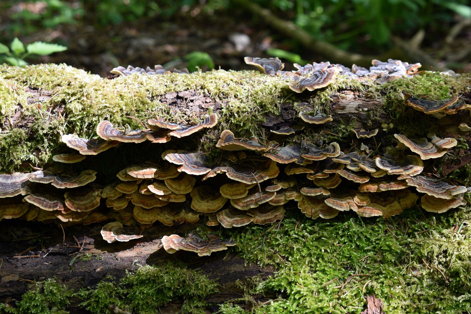 Nikon D3400 sample photo. Hub, forest, nature photography