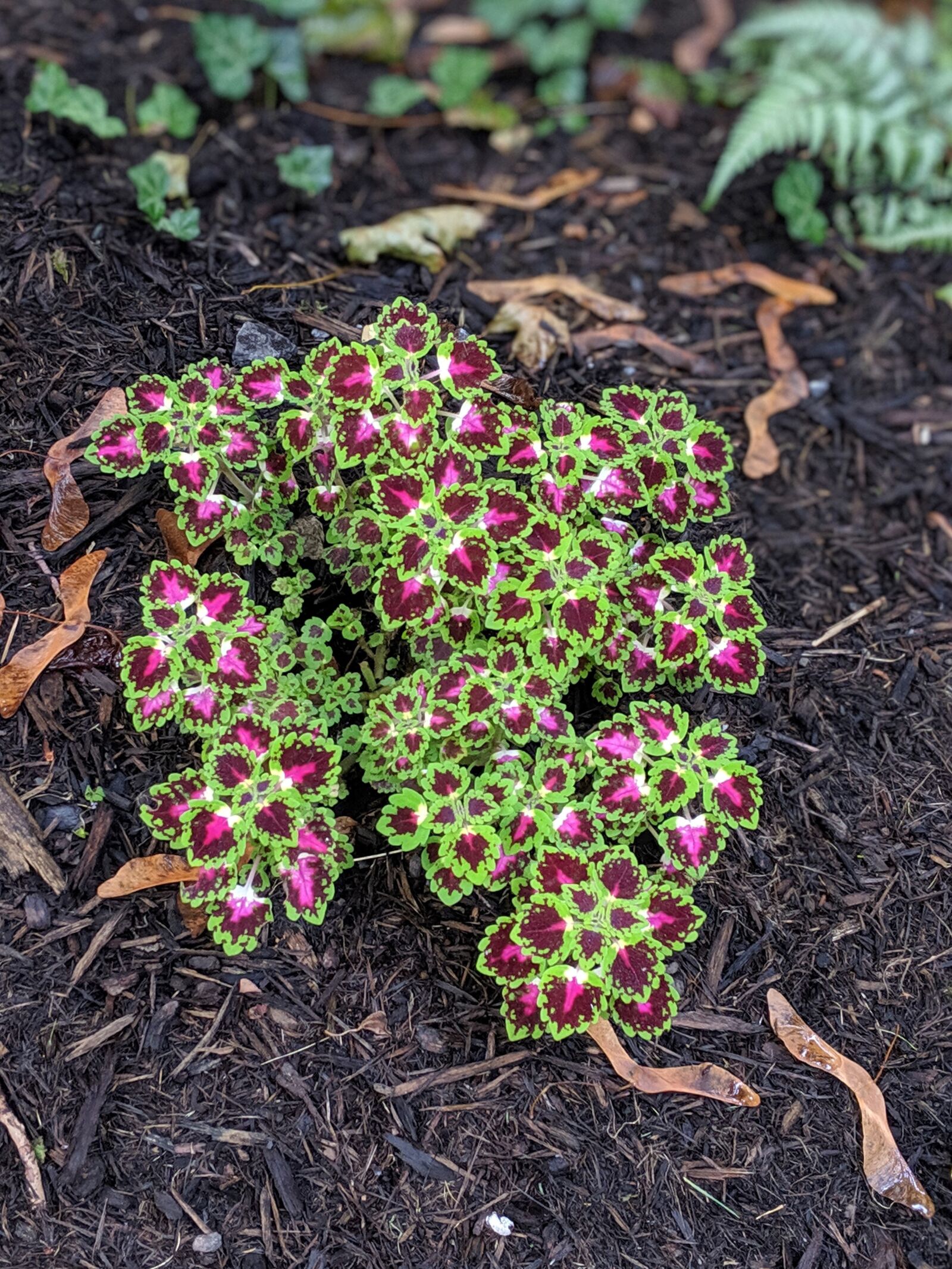 Google Pixel 3a XL sample photo. Coleus, pink flower, purple photography