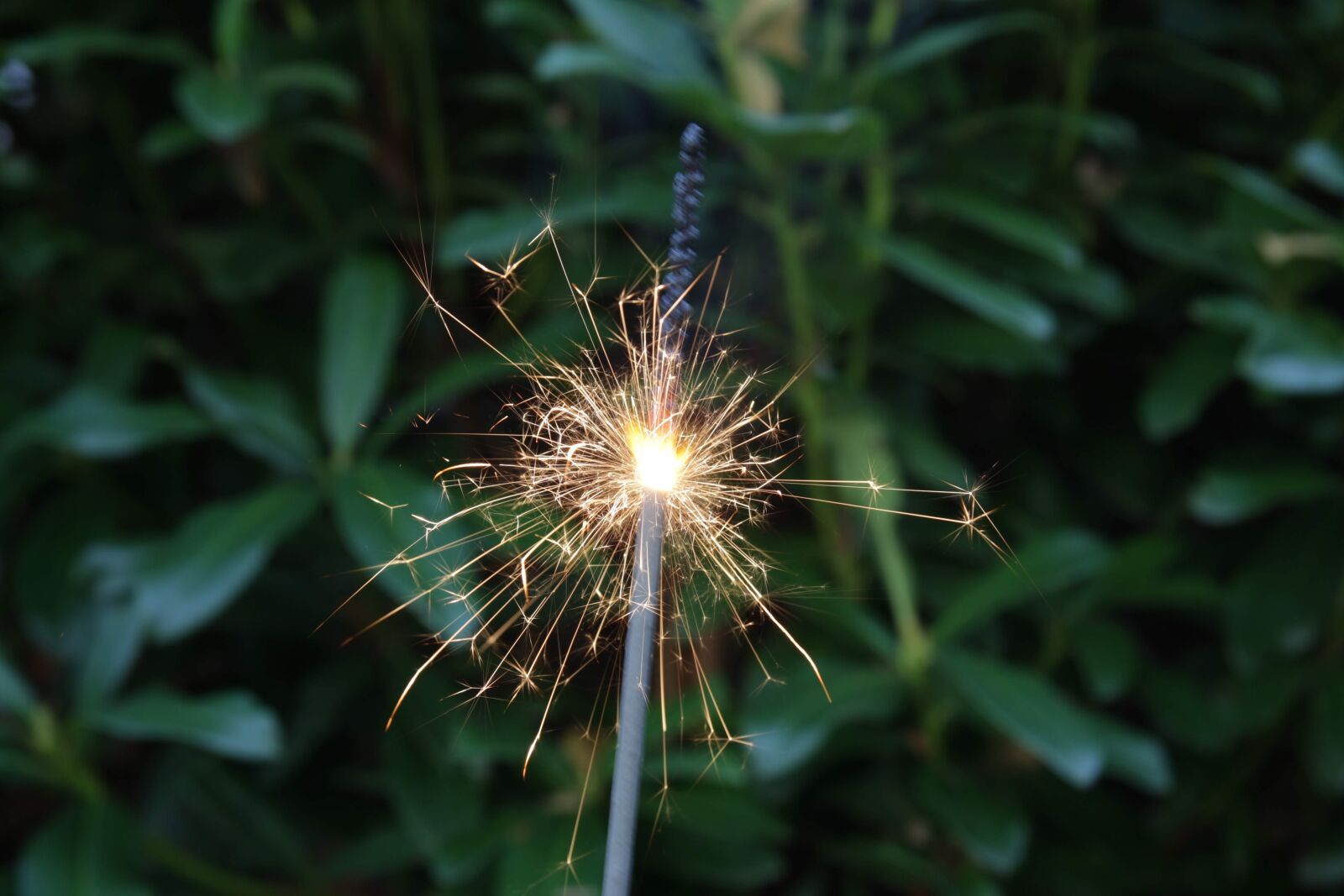 Canon EOS 650D (EOS Rebel T4i / EOS Kiss X6i) sample photo. Sparkle, green, nature photography