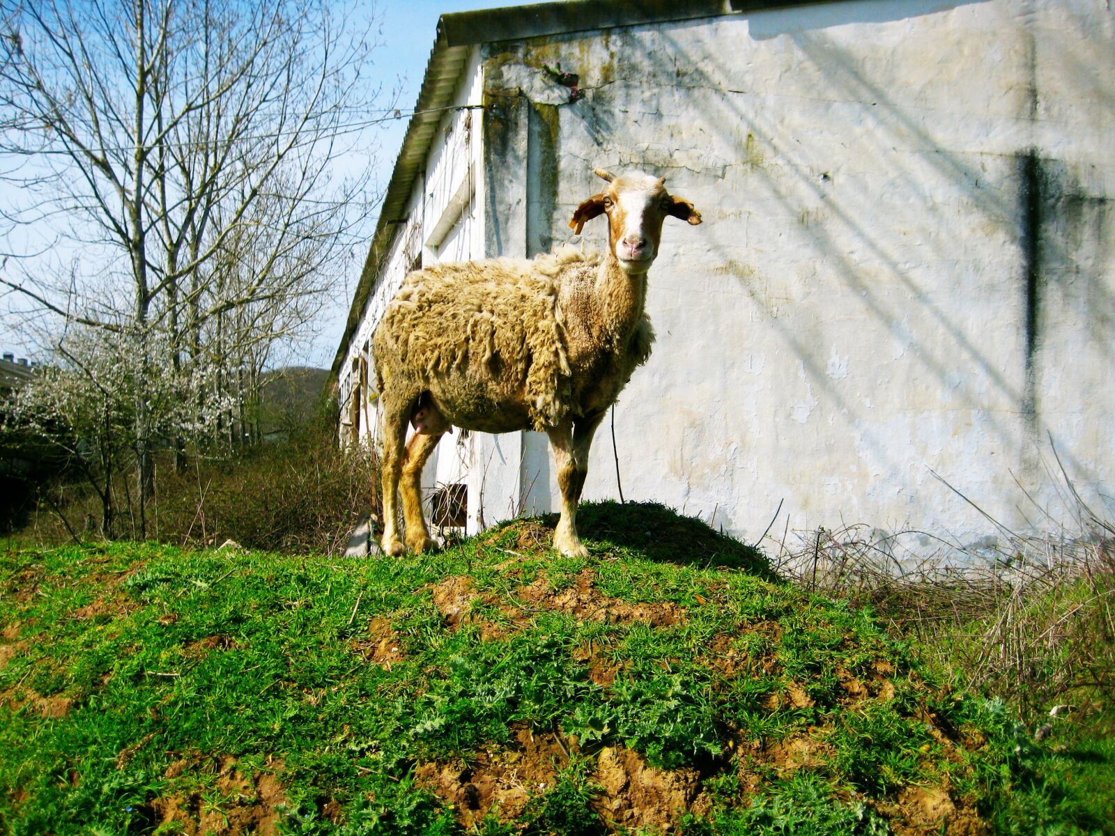 Canon DIGITAL IXUS 70 sample photo. Sheep, barn, nature photography