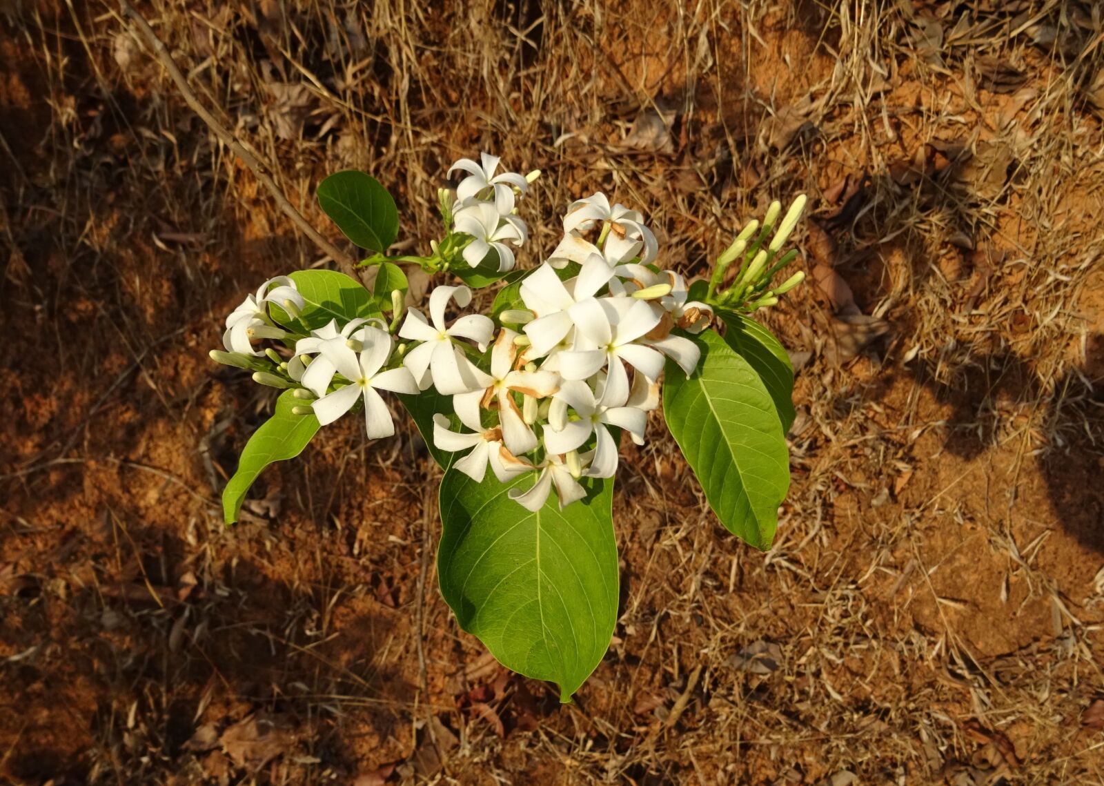 Sony DSC-HX60V sample photo. Flower, white, wild photography