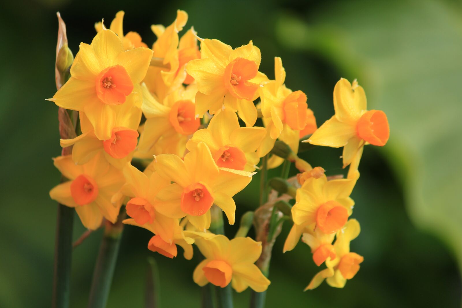 Canon EOS 1200D (EOS Rebel T5 / EOS Kiss X70 / EOS Hi) sample photo. Narcissus, daffodils, easter photography
