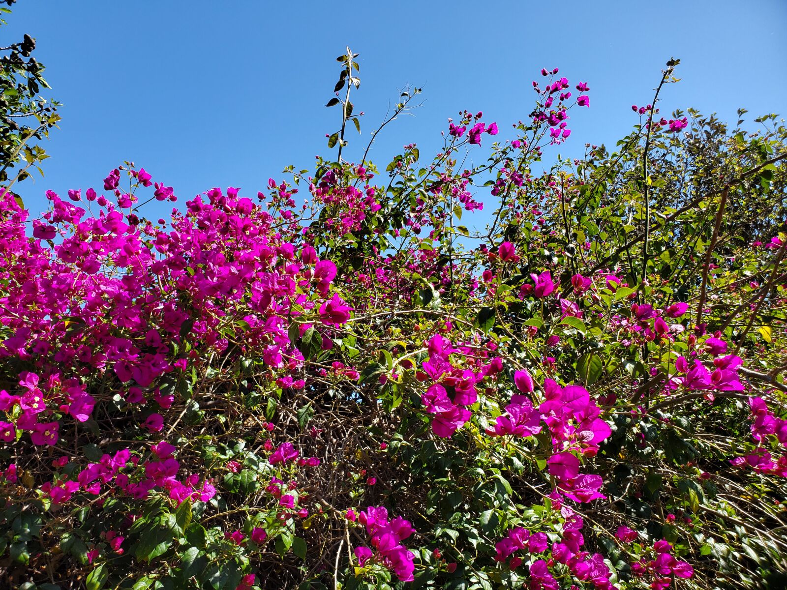 Samsung Galaxy S10 sample photo. Bouganvilla, flower, pink photography