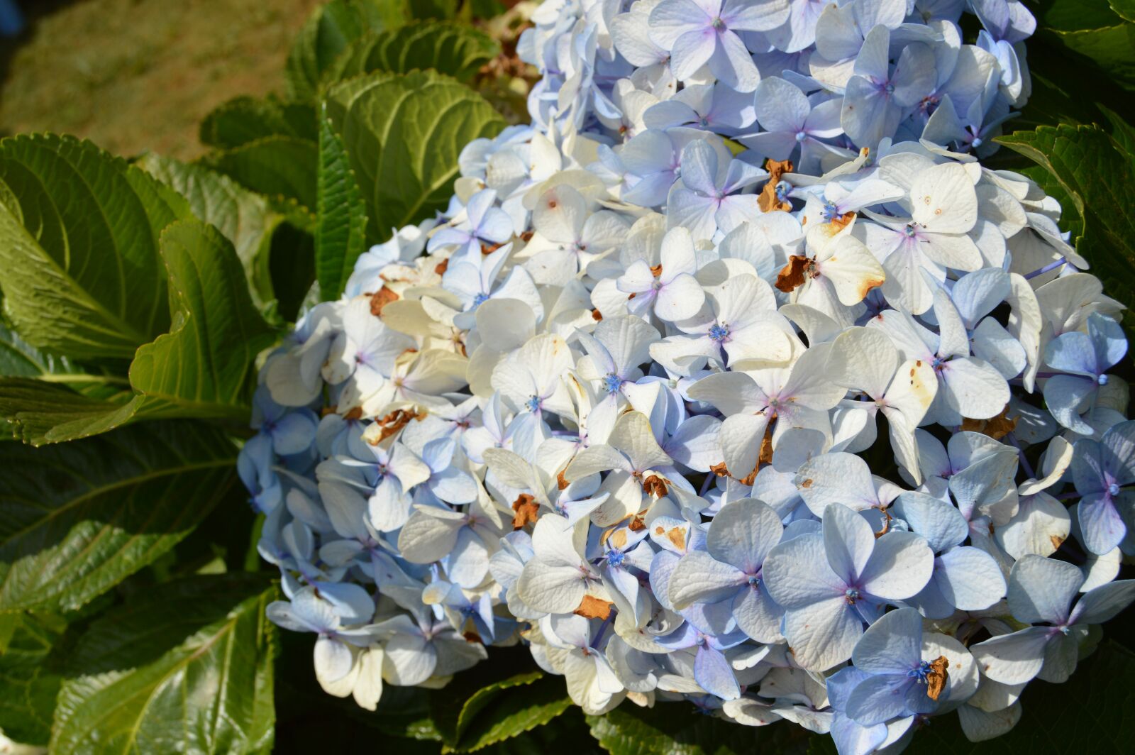 Nikon D3200 sample photo. Flowers, cool, plant photography