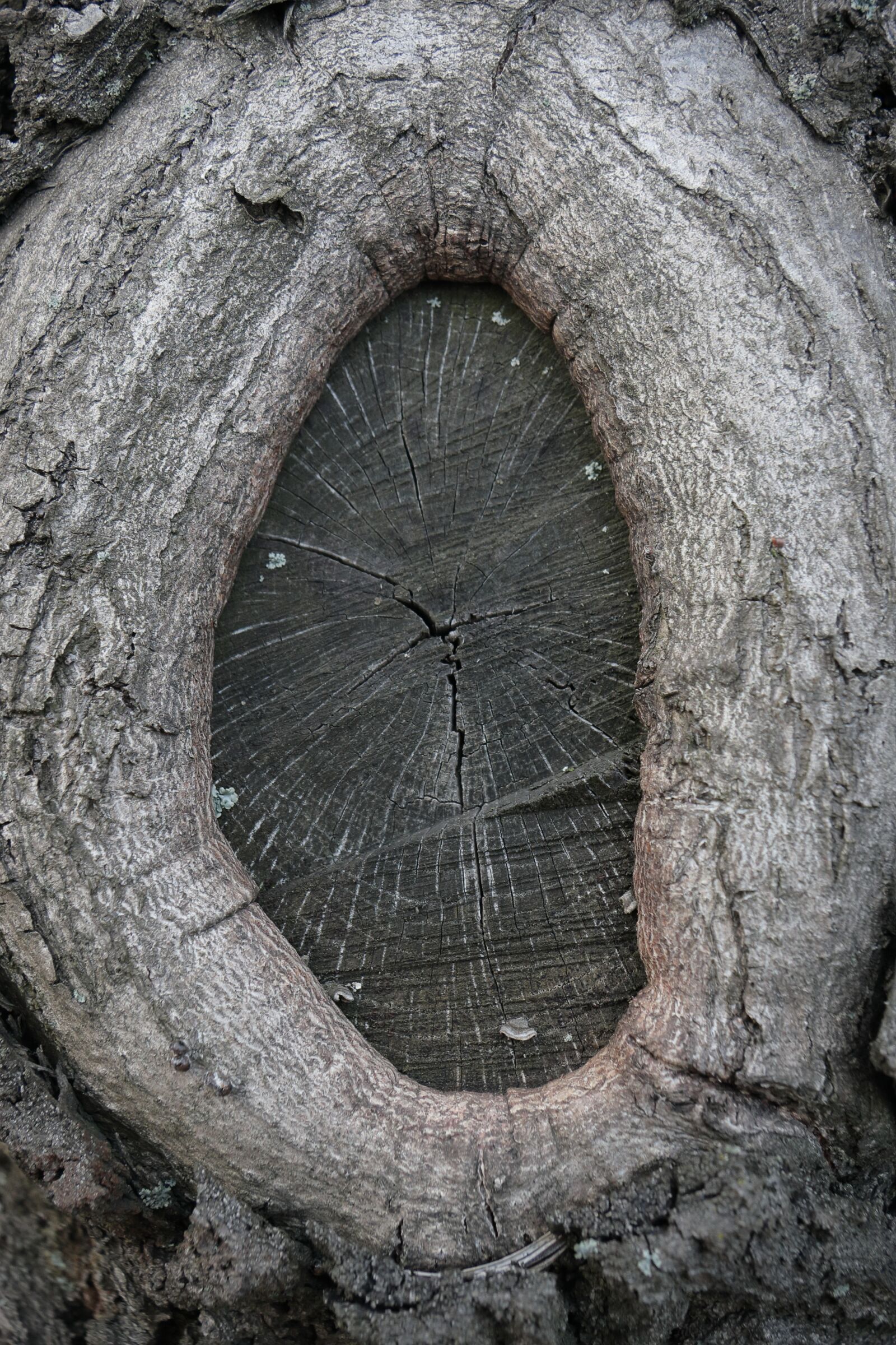 Canon EOS 40D sample photo. Tree, trunk, branches photography