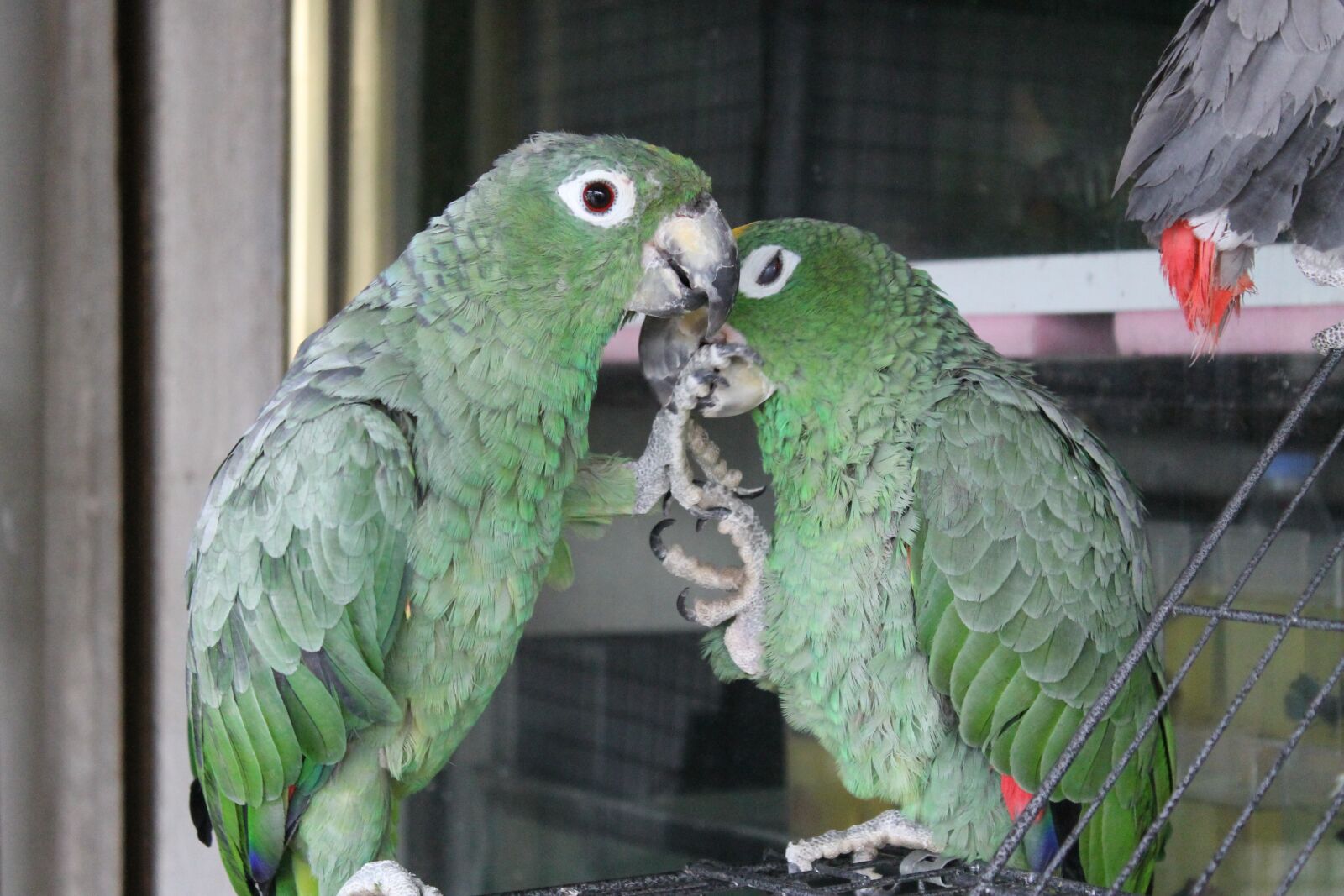 Canon EOS 1100D (EOS Rebel T3 / EOS Kiss X50) sample photo. Birds, parrot, animal kingdom photography