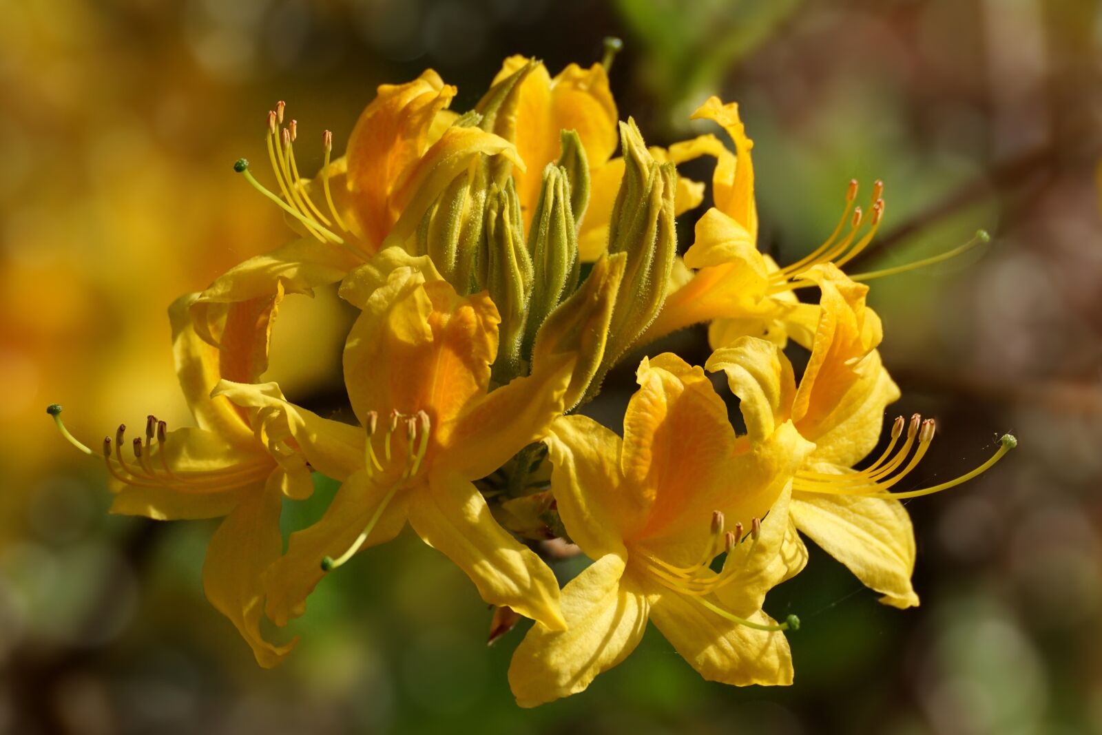 Sony DT 55-300mm F4.5-5.6 SAM sample photo. Rhododendron, flowers, close up photography
