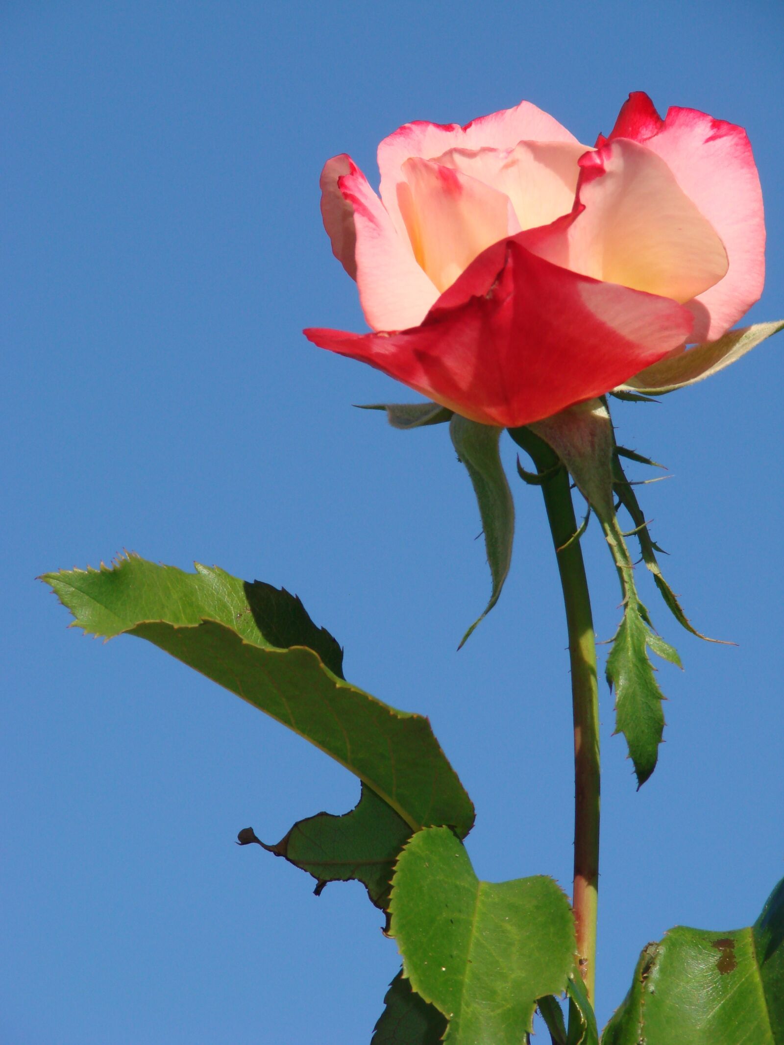 Sony DSC-H5 sample photo. Rose, flower, pink photography