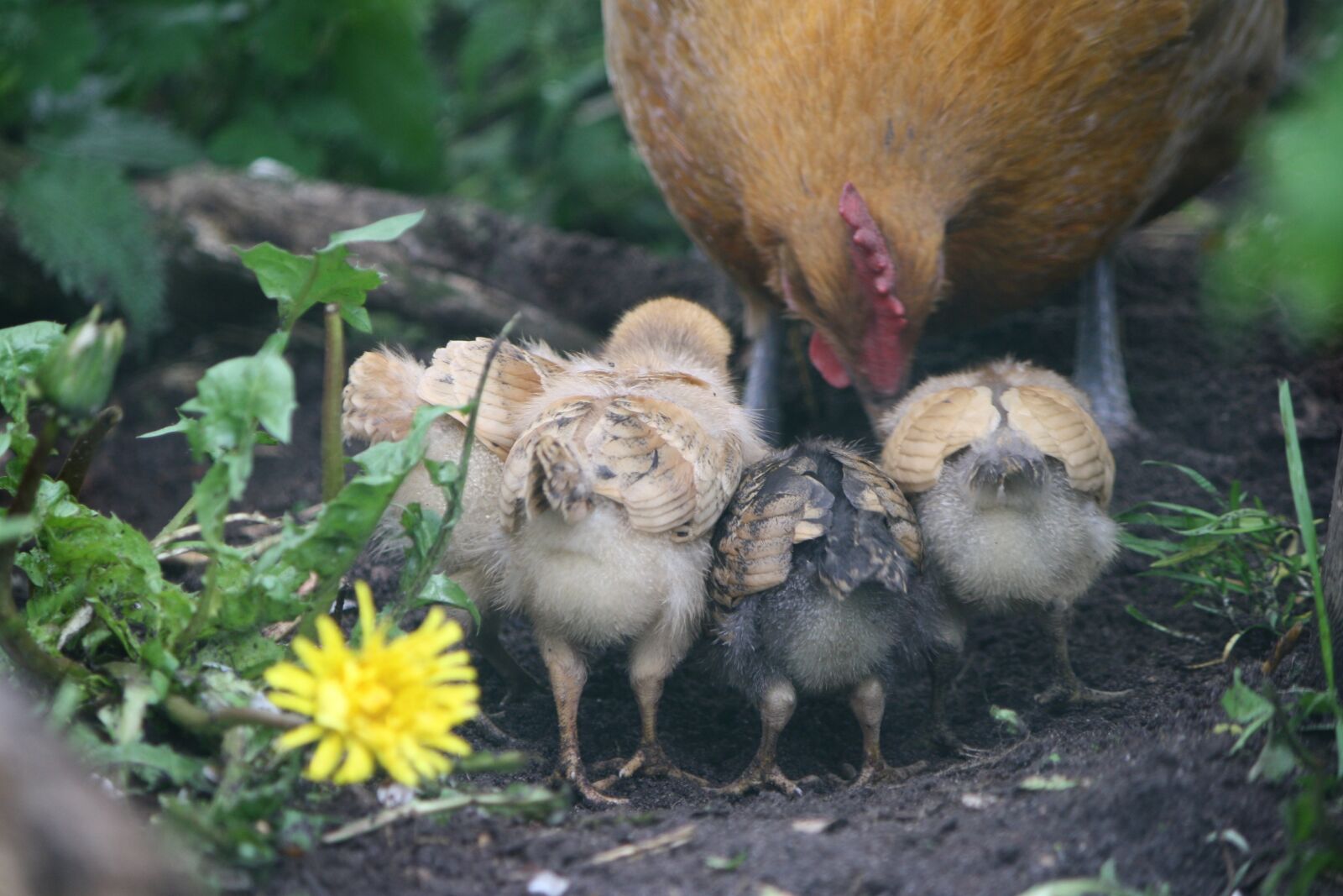 Canon EOS 1000D (EOS Digital Rebel XS / EOS Kiss F) sample photo. Chicks, mother hen, chicken photography