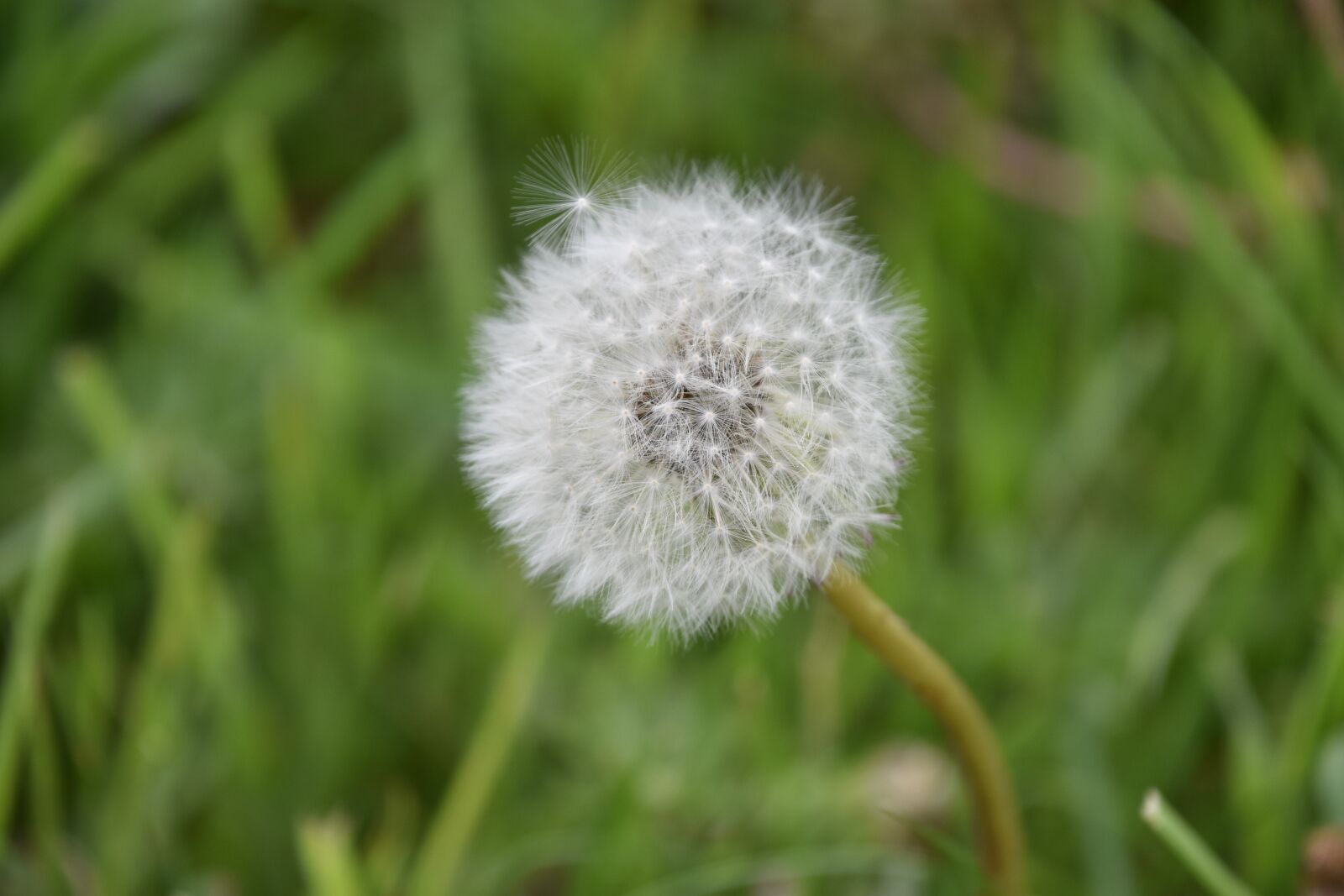 Nikon D5600 sample photo. Dandelion, nature, plant photography