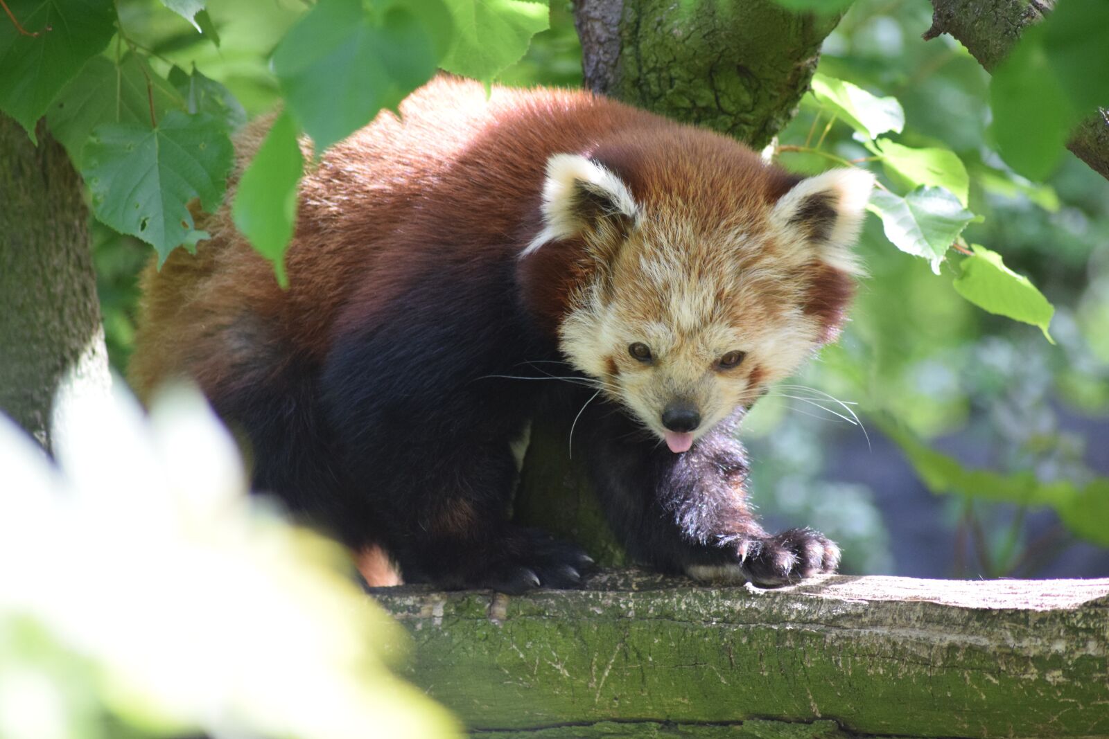 Nikon D3300 sample photo. Red panda, asia, animal photography
