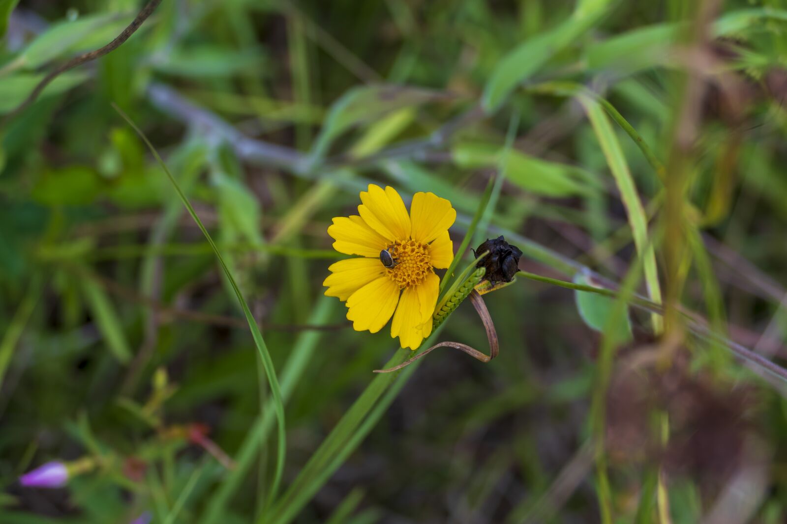 Panasonic Lumix DMC-FZ1000 sample photo. Flower, insect, bug photography