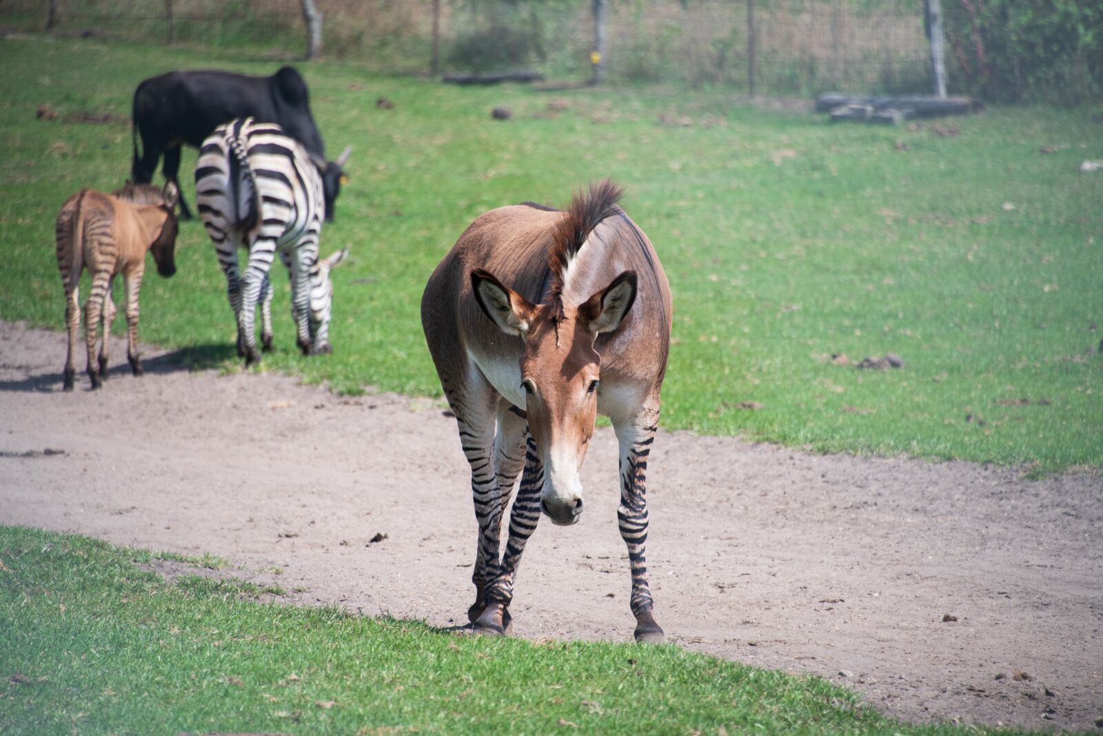Nikon D850 sample photo. Zonkey, zebra, donkey photography