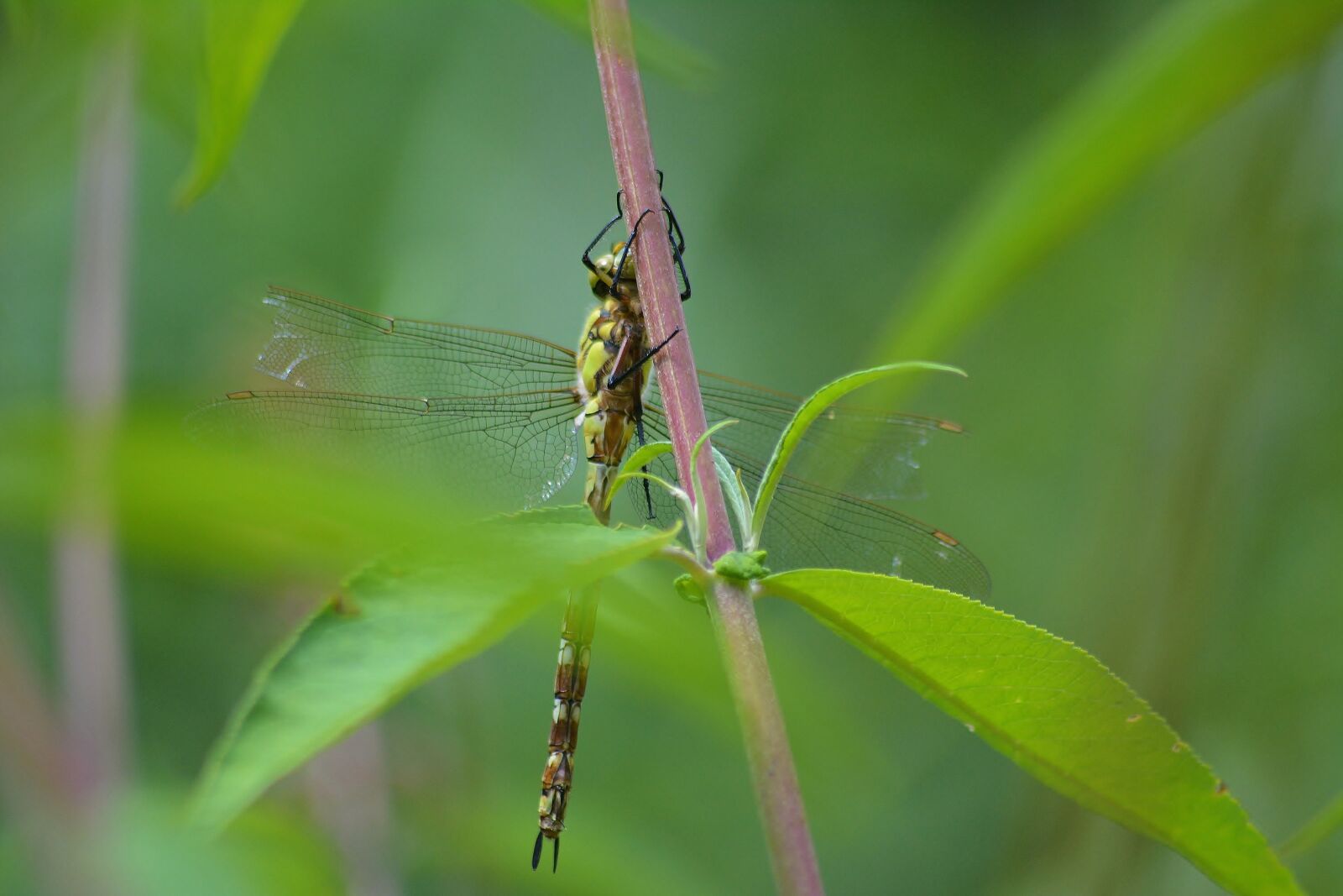 Nikon D5200 sample photo. Insect, nature, leaf photography