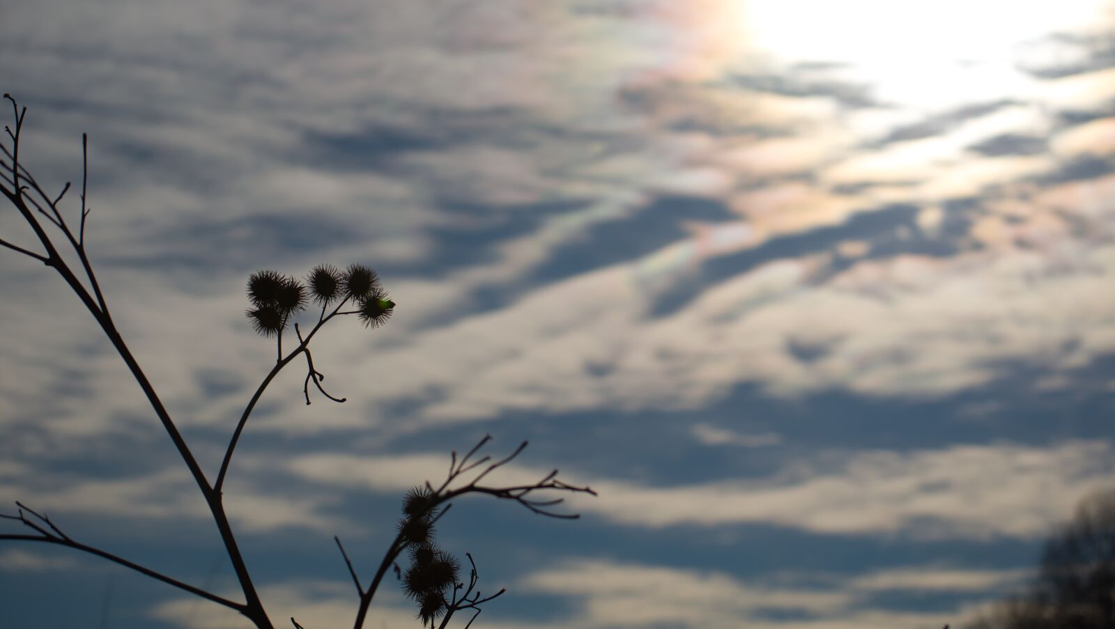 Nikon D5500 sample photo. Thistle, sky, nature photography