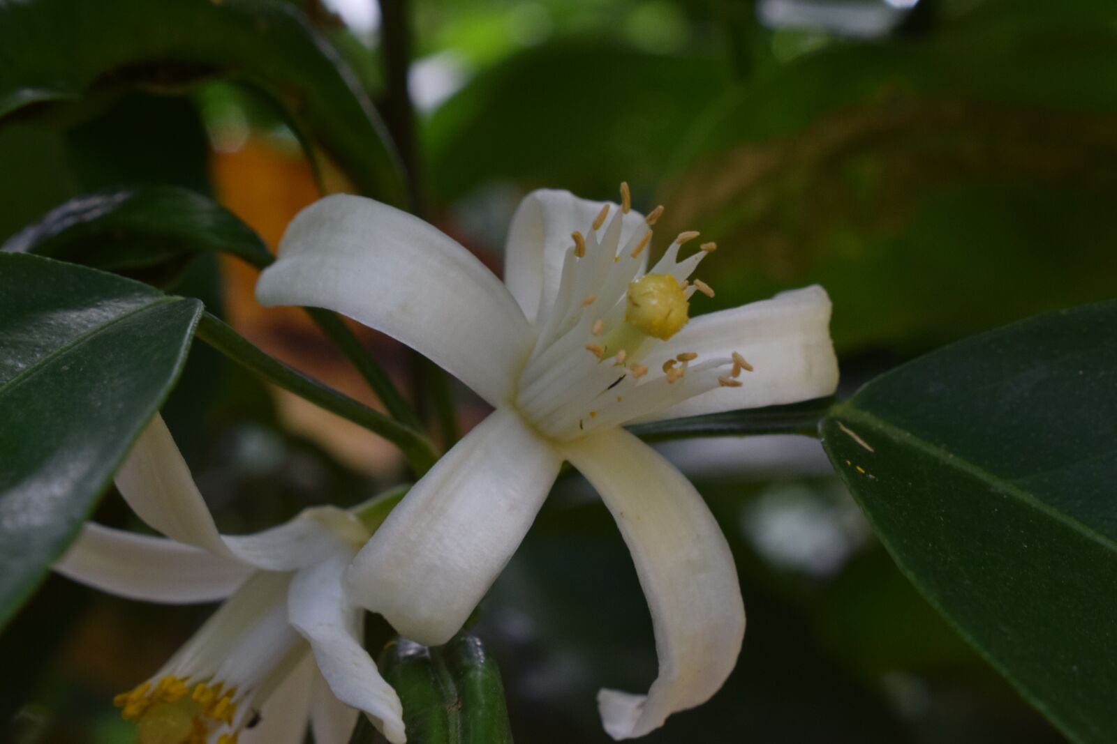 Nikon D5300 sample photo. Flower, naranjo, orange blossom photography