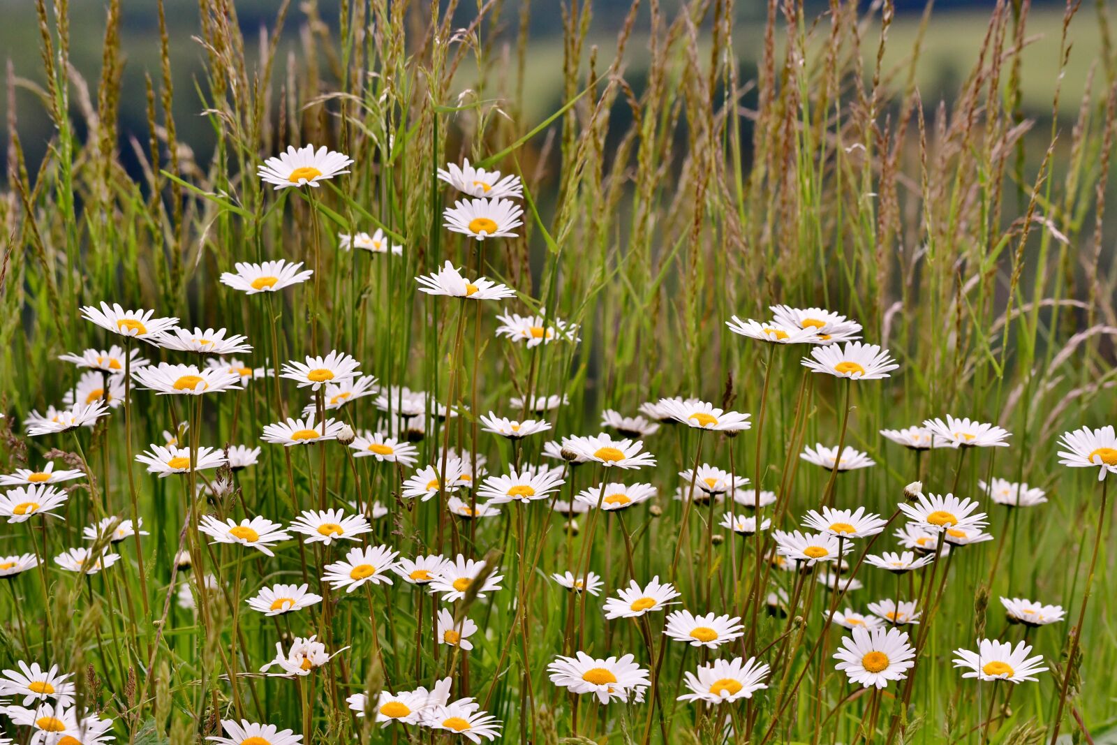 Nikon D500 sample photo. Daisies, nature, flower photography