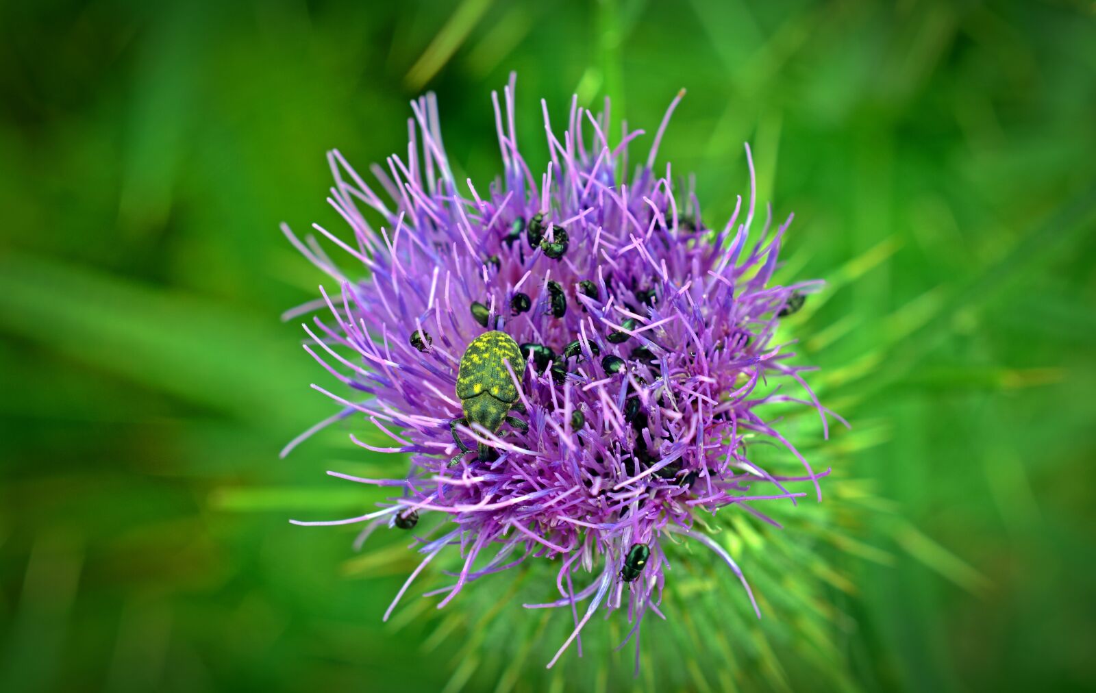 Nikon D5200 sample photo. Thistle, thistle flower, close photography