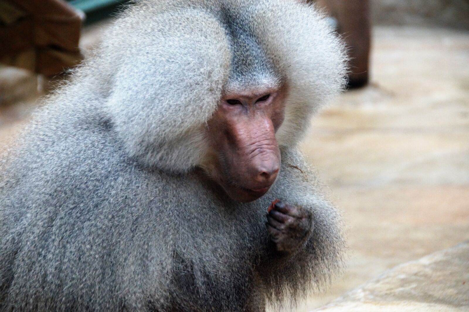 Sony SLT-A58 sample photo. Monkey, baboon, animal photography