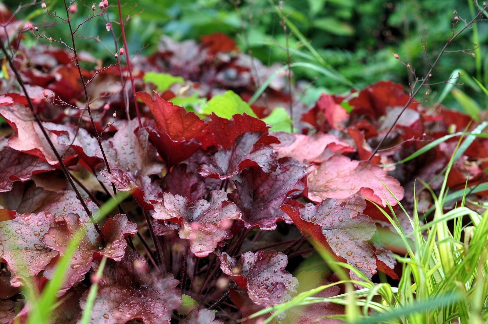 Nikon D90 sample photo. Leaves, colorful, fall color photography