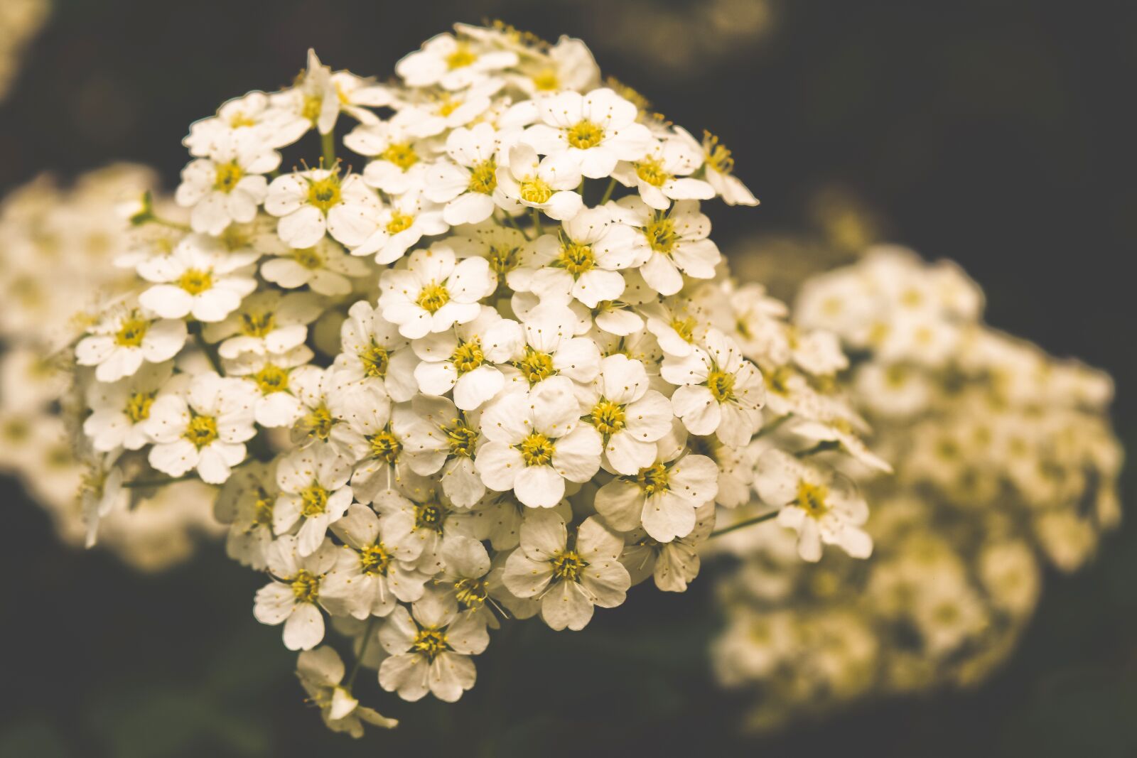 Nikon D3300 sample photo. Plant, firethorn, bush photography
