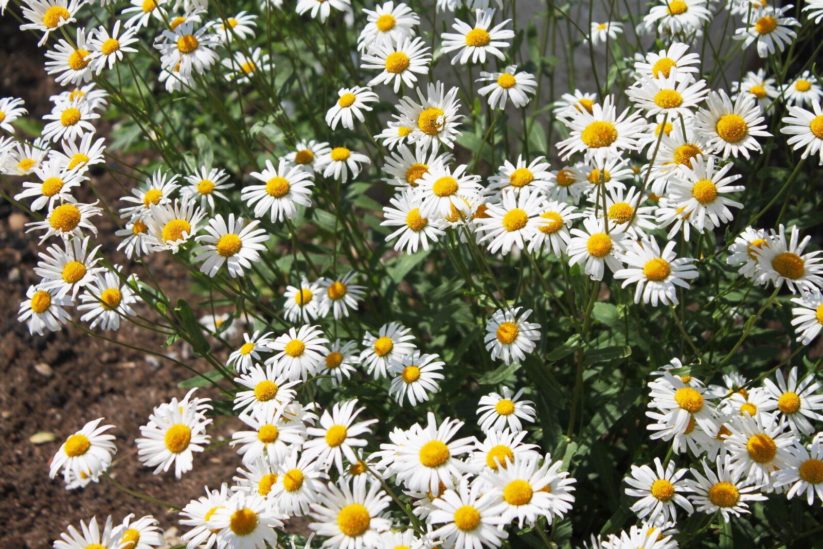 Canon EOS 500D (EOS Rebel T1i / EOS Kiss X3) sample photo. Flowers, chamomile, petals photography