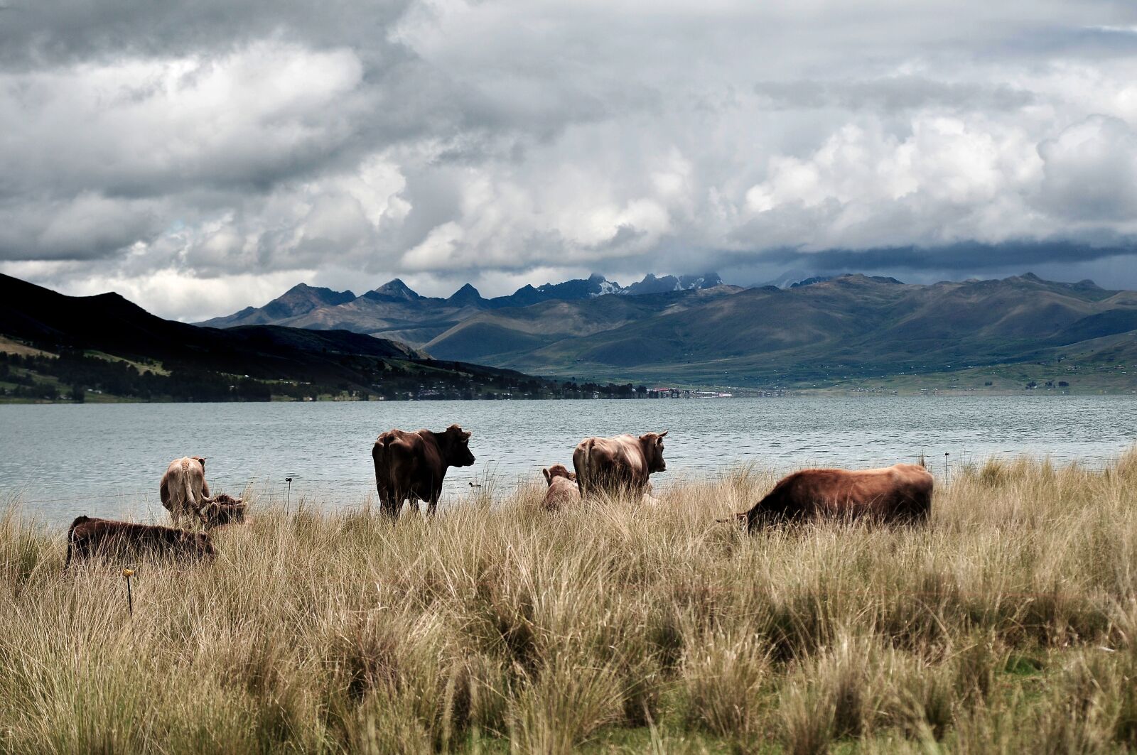 Nikon D300 sample photo. Fauna, peru, cows photography