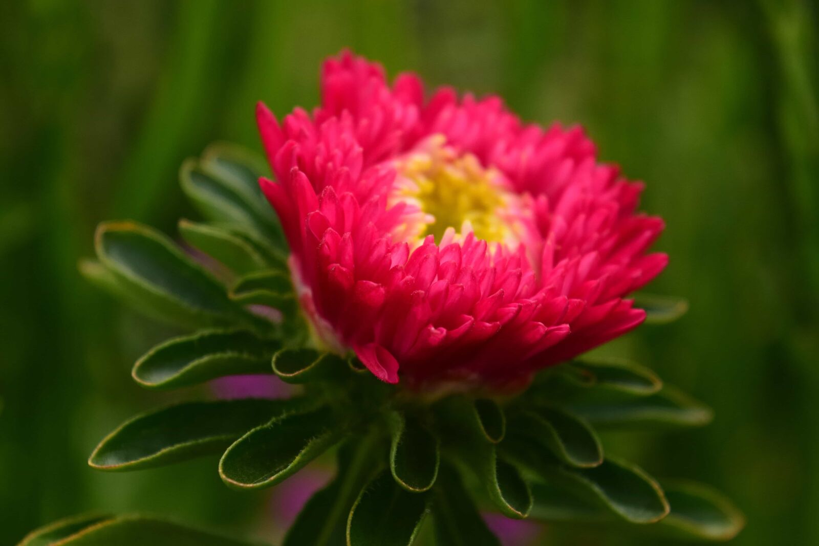 Nikon D3300 sample photo. Nature, summer, flower, garden photography