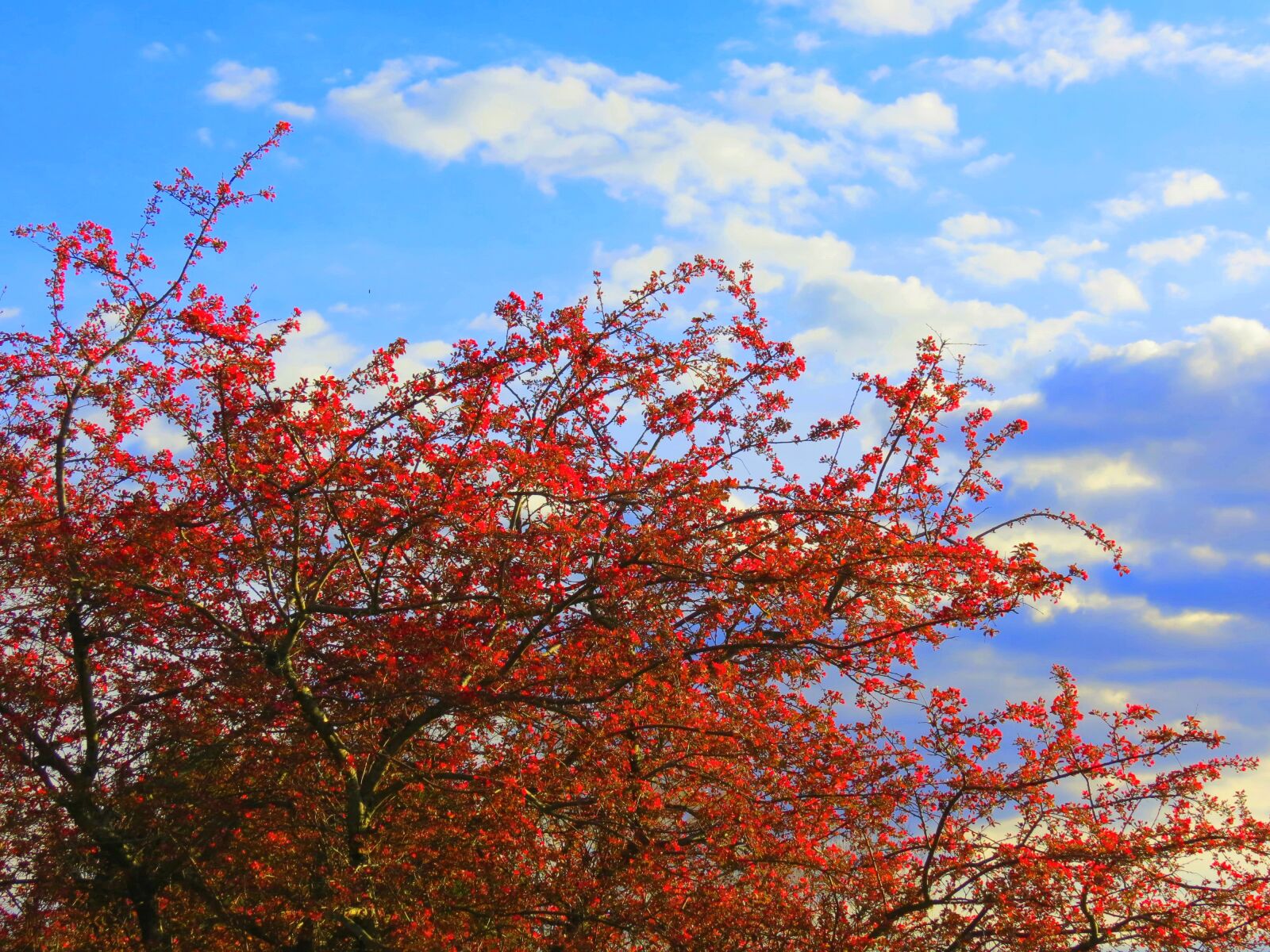 Canon PowerShot SX40 HS sample photo. Red cherry tree, cherry photography