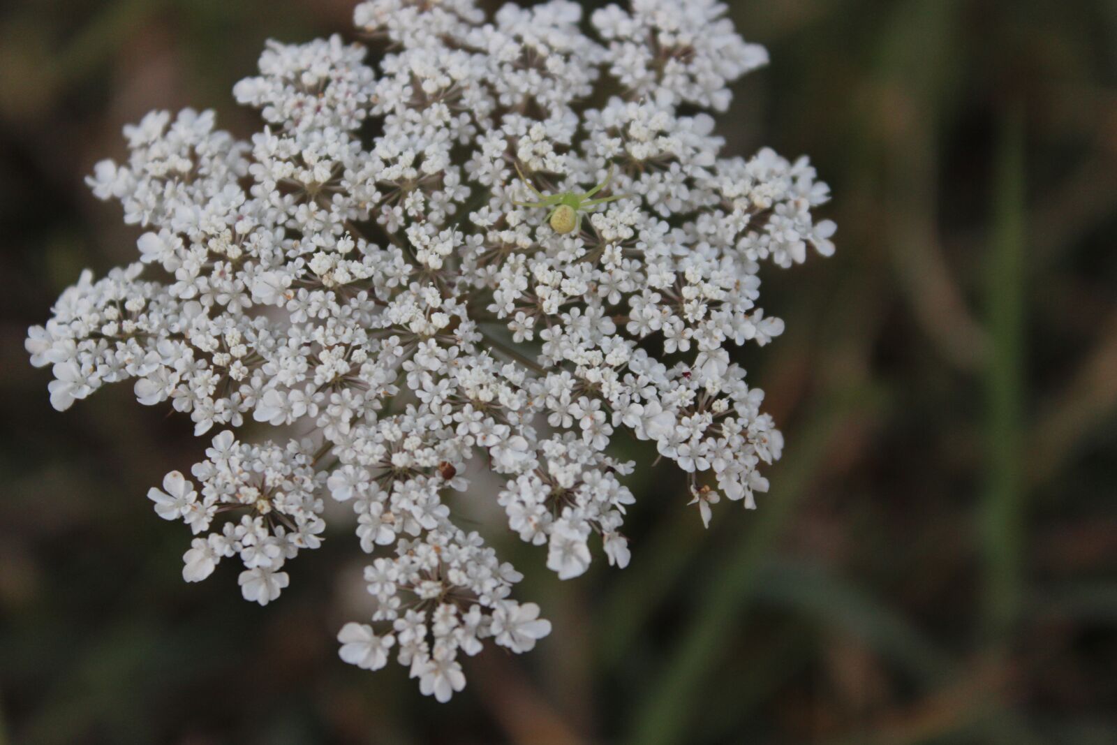 Canon EOS 600D (Rebel EOS T3i / EOS Kiss X5) sample photo. White, flower, nature photography