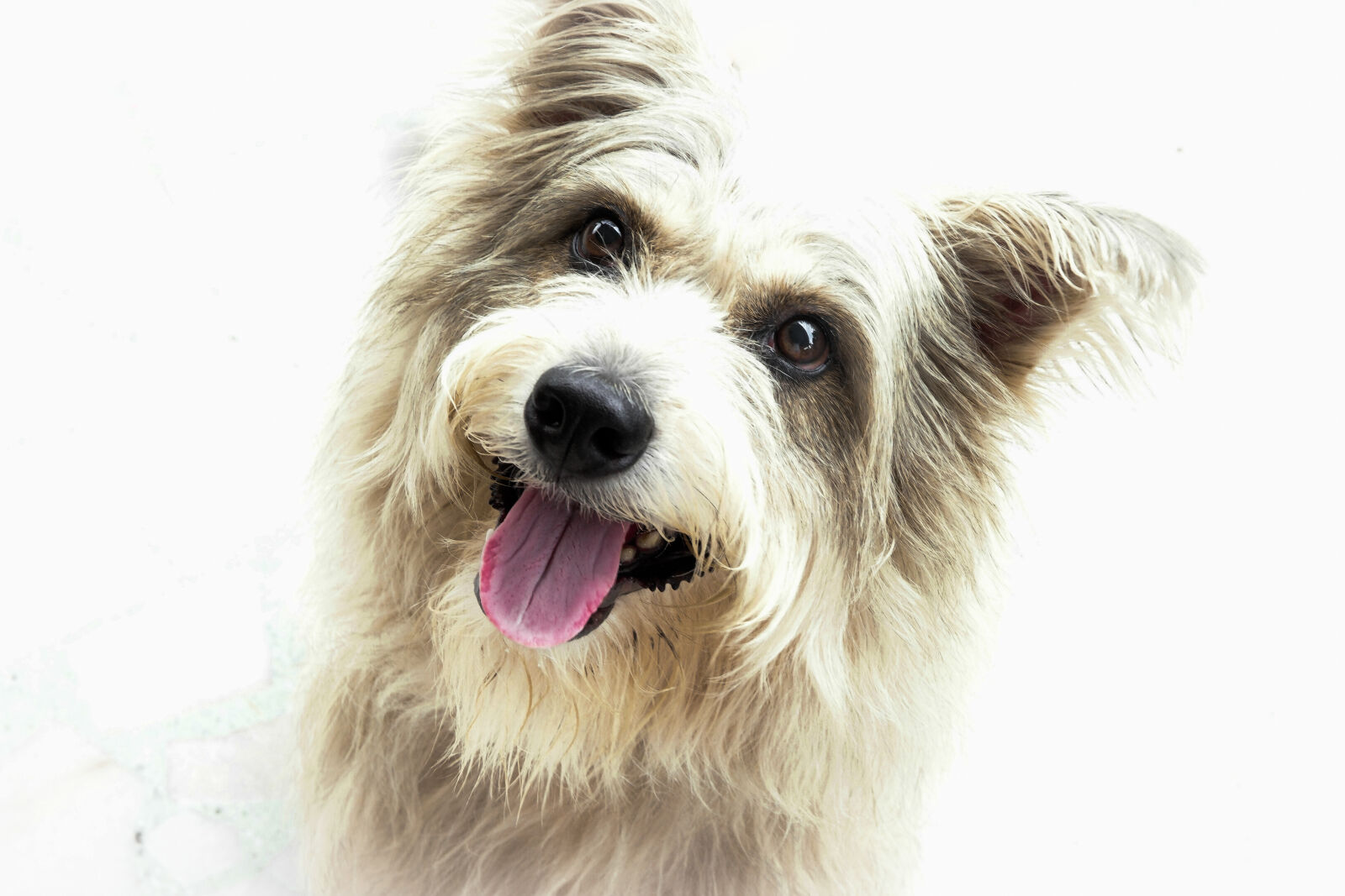 Samsung NX1 sample photo. Dog, pet, terrier photography