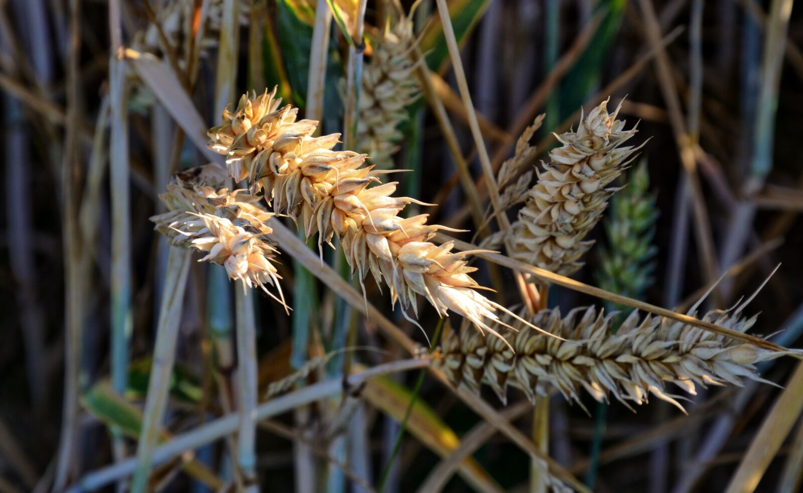 Nikon D5100 sample photo. Plant, cereals, nature photography