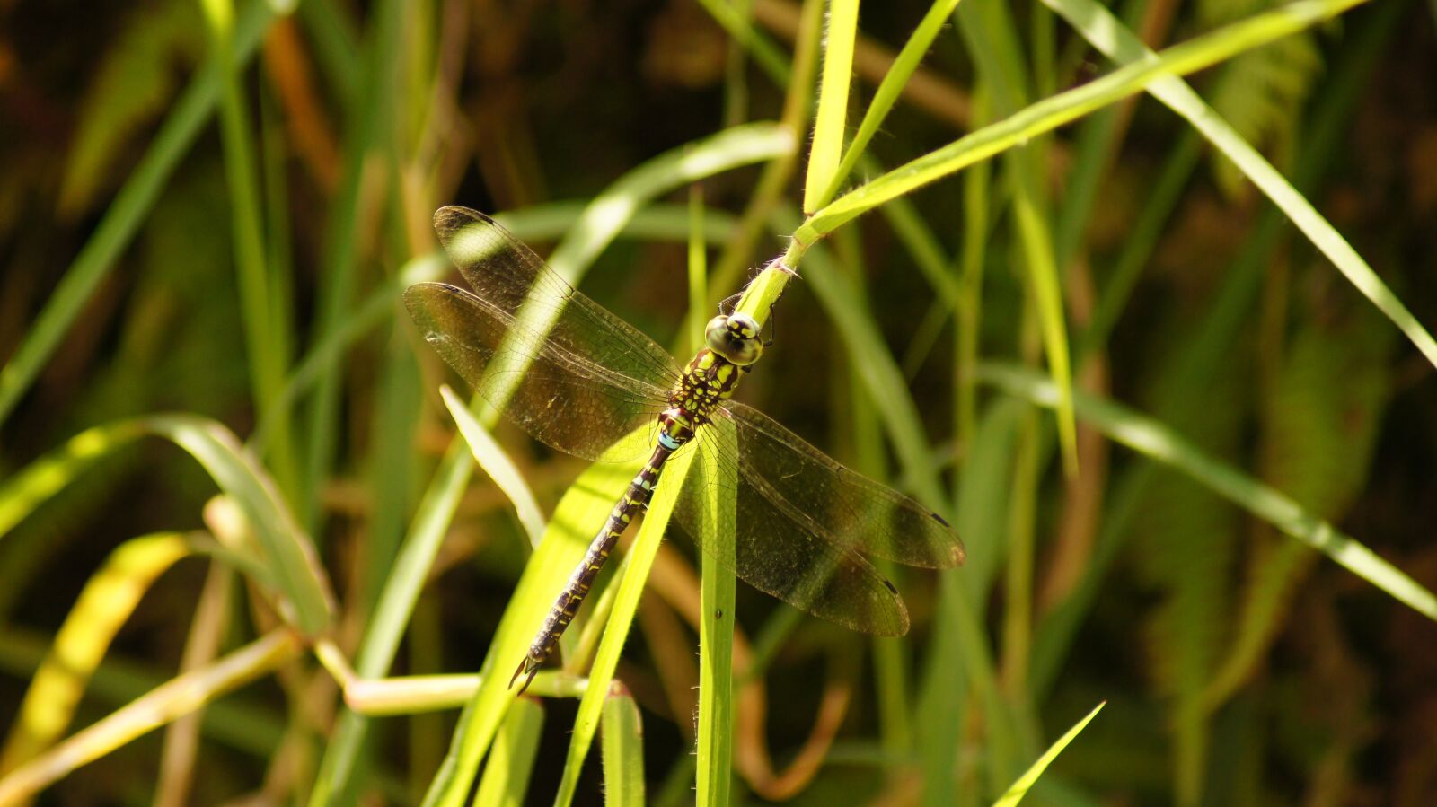 Sony SLT-A55 (SLT-A55V) sample photo. Nature, the, india photography