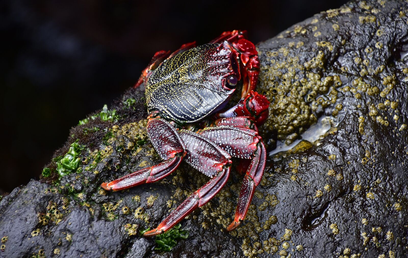 Nikon D7200 sample photo. Sea, crab, rocks photography