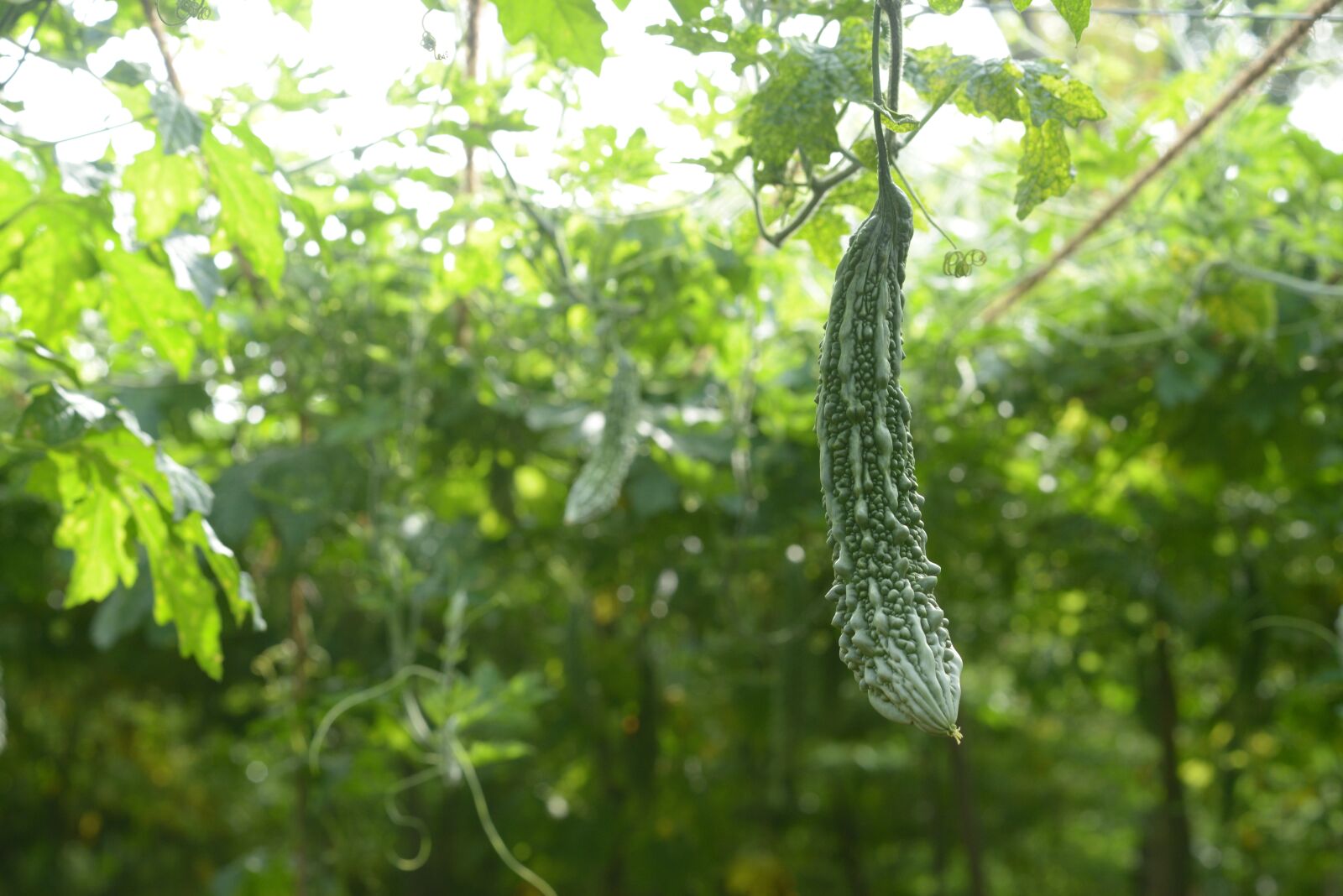 Nikon D800 sample photo. Bitter gourd, bitter melon photography