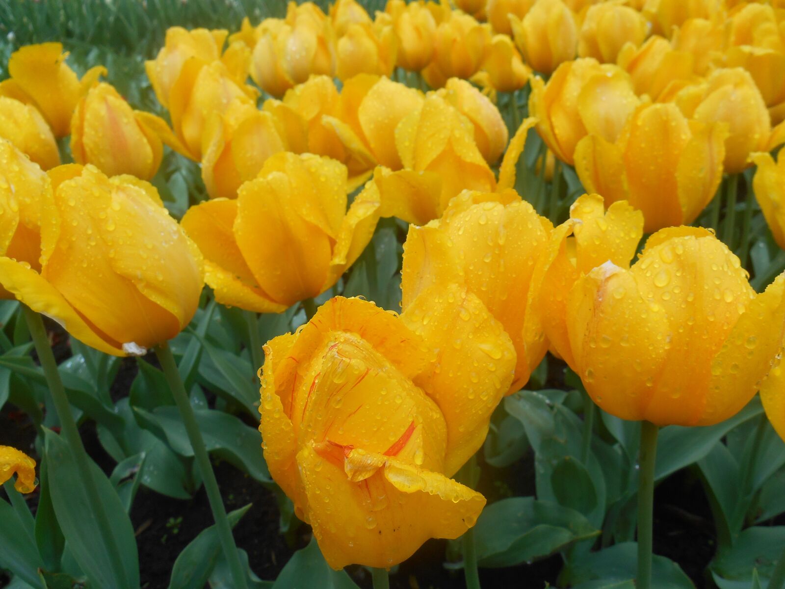 Nikon Coolpix S3500 sample photo. Flowers, spring, yellow flowers photography
