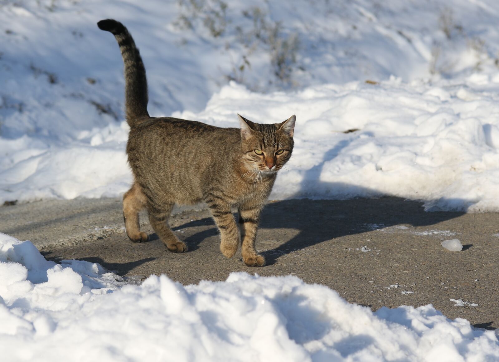 Canon EF-S 60mm F2.8 Macro USM sample photo. Cat, snow, gray photography