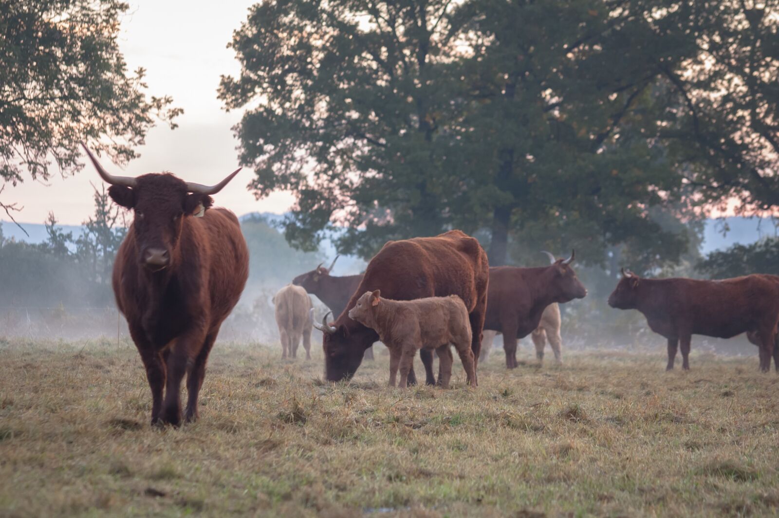 Nikon D40 sample photo. Cow, morning, mist photography