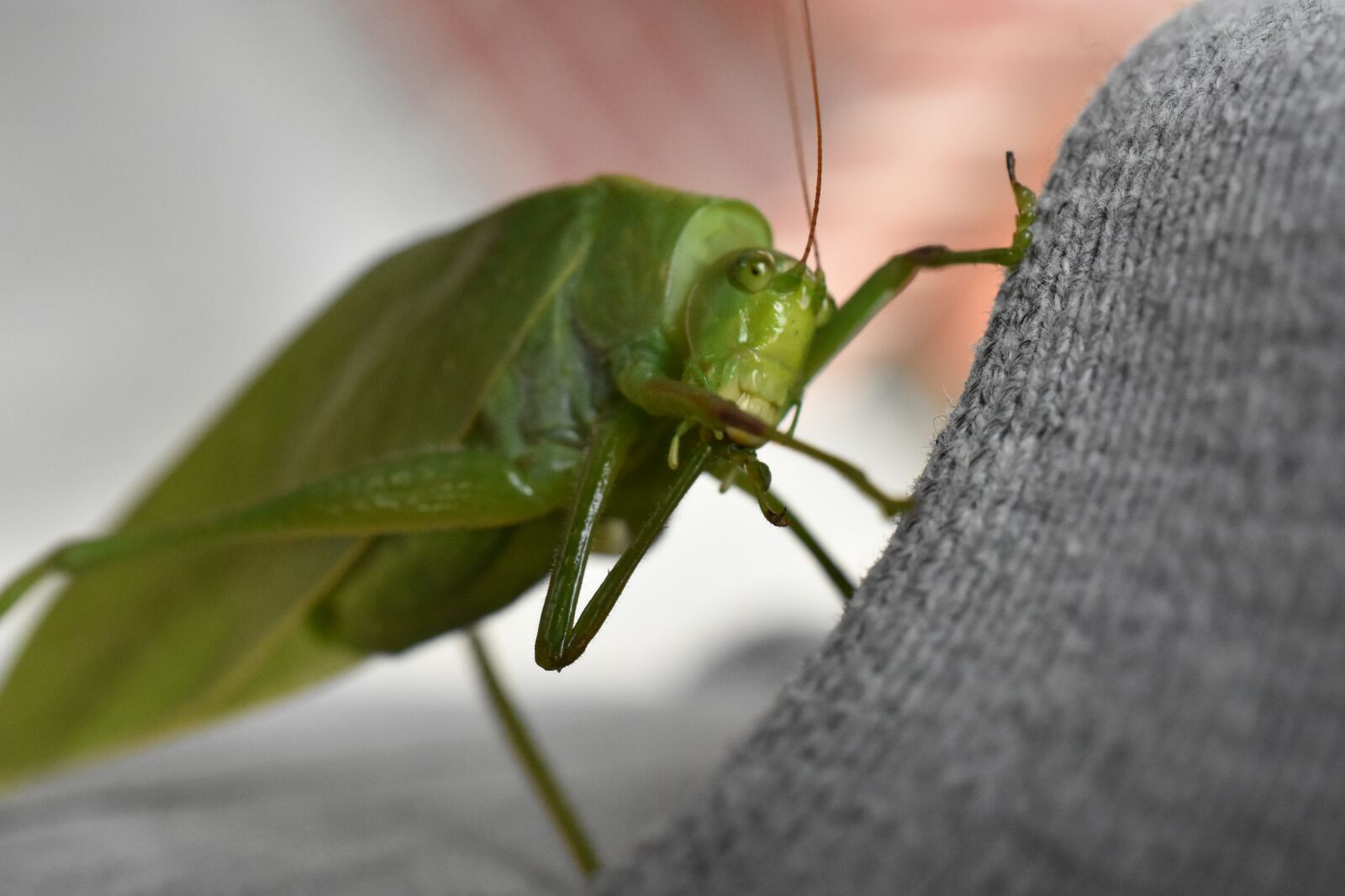Nikon D3400 sample photo. Insect, cricket, grasshopper photography