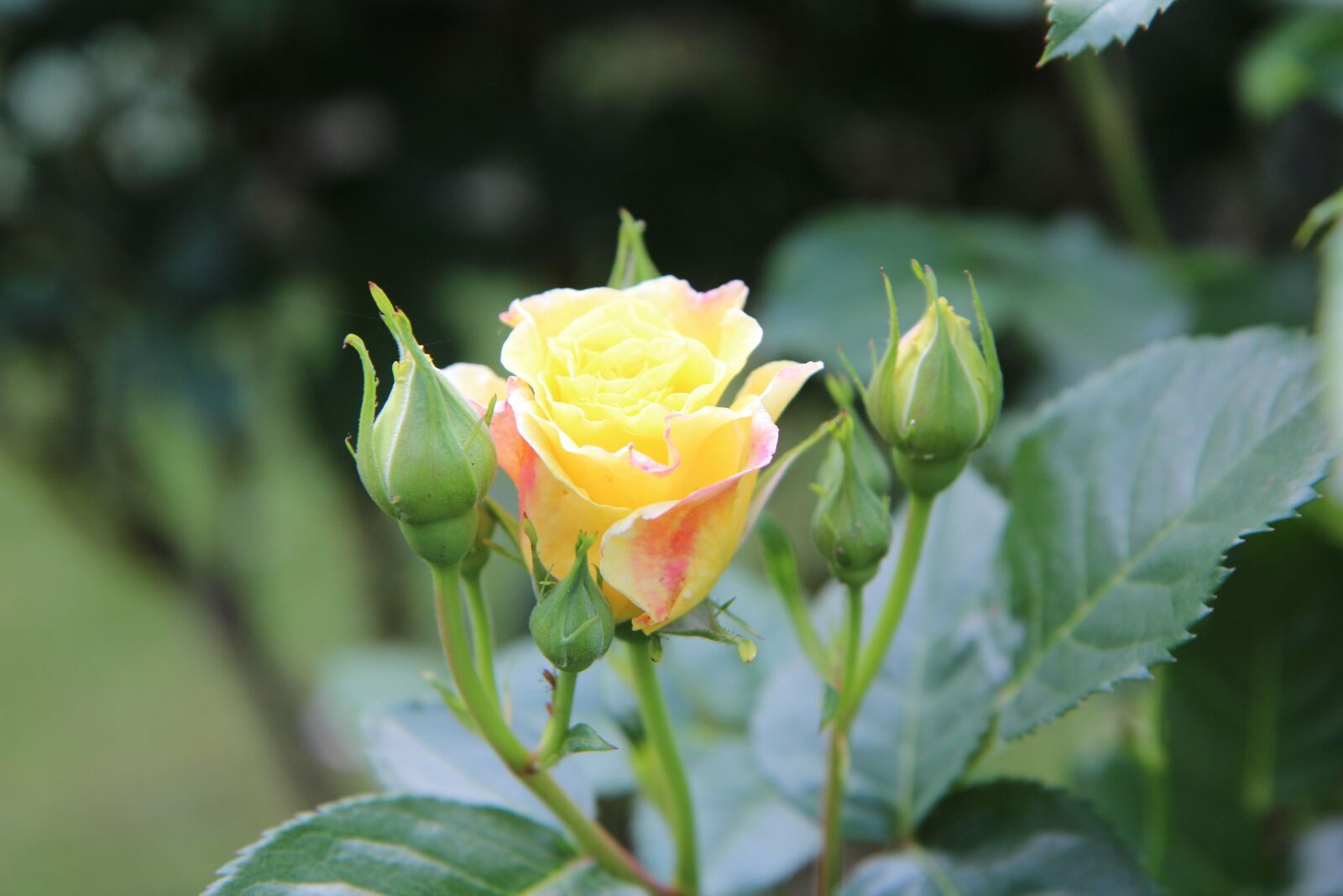 Canon EOS 600D (Rebel EOS T3i / EOS Kiss X5) sample photo. Pink, rosebush, yellow rose photography