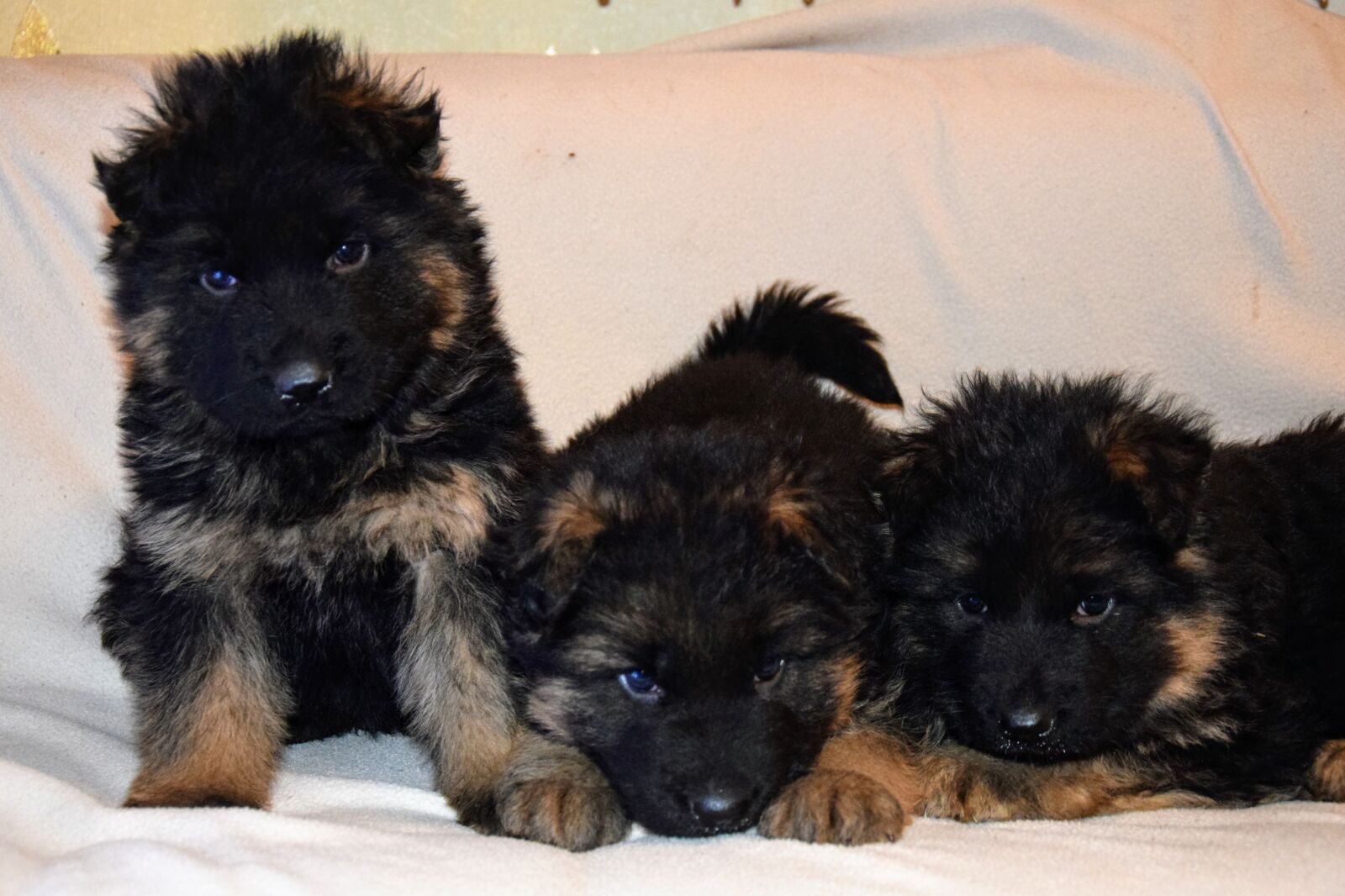Nikon D5300 sample photo. German shepherd, dog, puppies photography