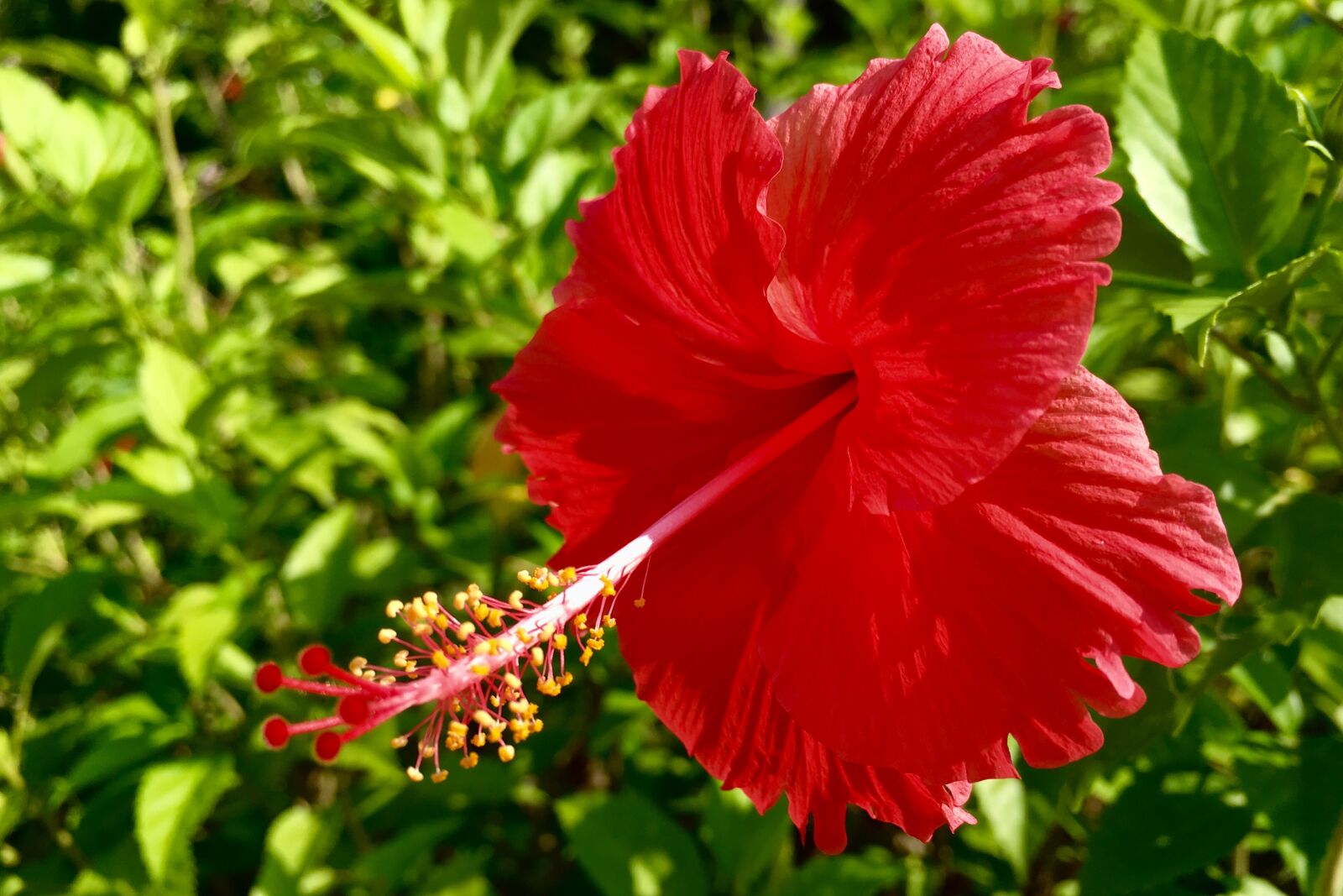 Apple iPhone 6s Plus sample photo. Flower, hibiscus, nature photography