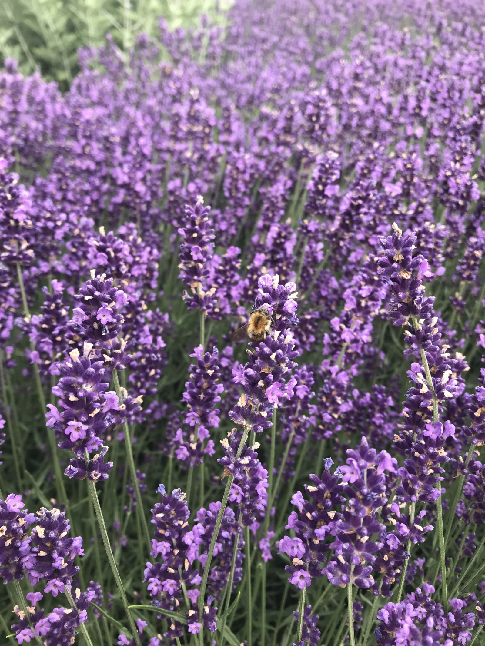 iPhone 7 back camera 3.99mm f/1.8 sample photo. Lavender, bee, nature photography