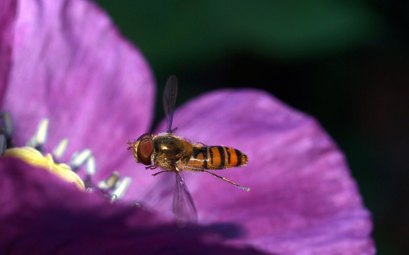 Olympus E-520 (EVOLT E-520) sample photo. Insect, nature, bee photography