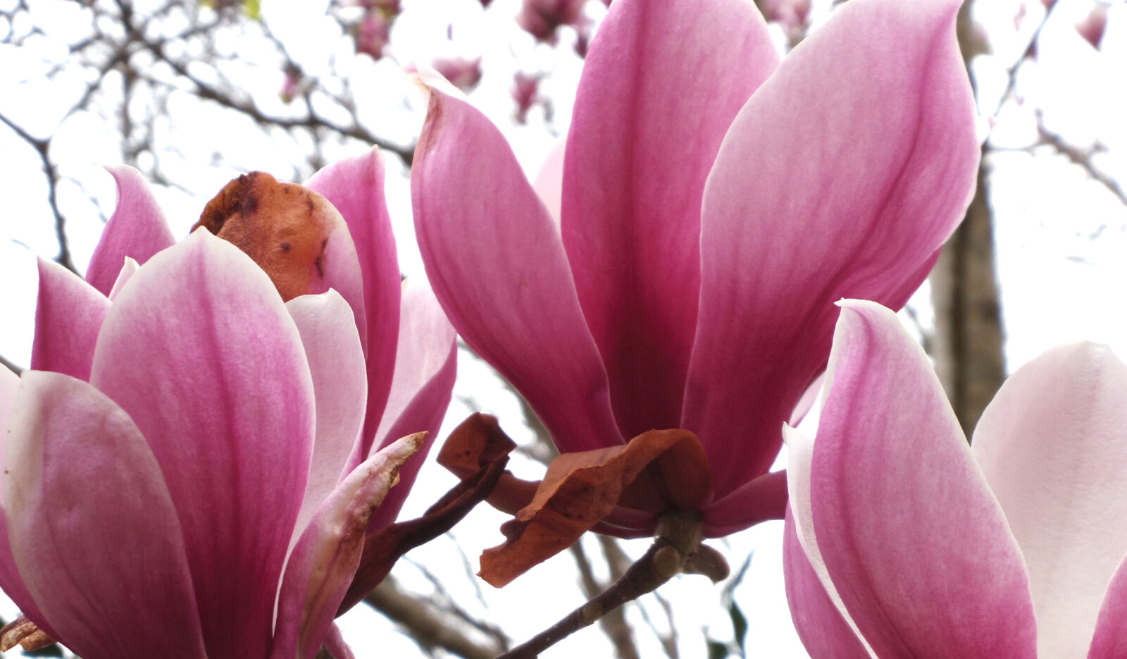 Pentax 02 Standard Zoom sample photo. Flower photography